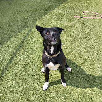 Enlarge Wyatt, a ADOPTABLE mixed breed in Liberty, MO image 4/5