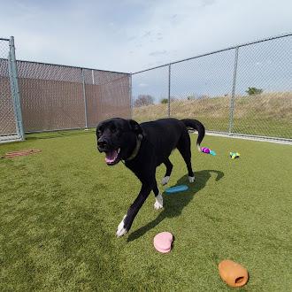 Enlarge Wyatt, a ADOPTABLE mixed breed in Liberty, MO image 3/5