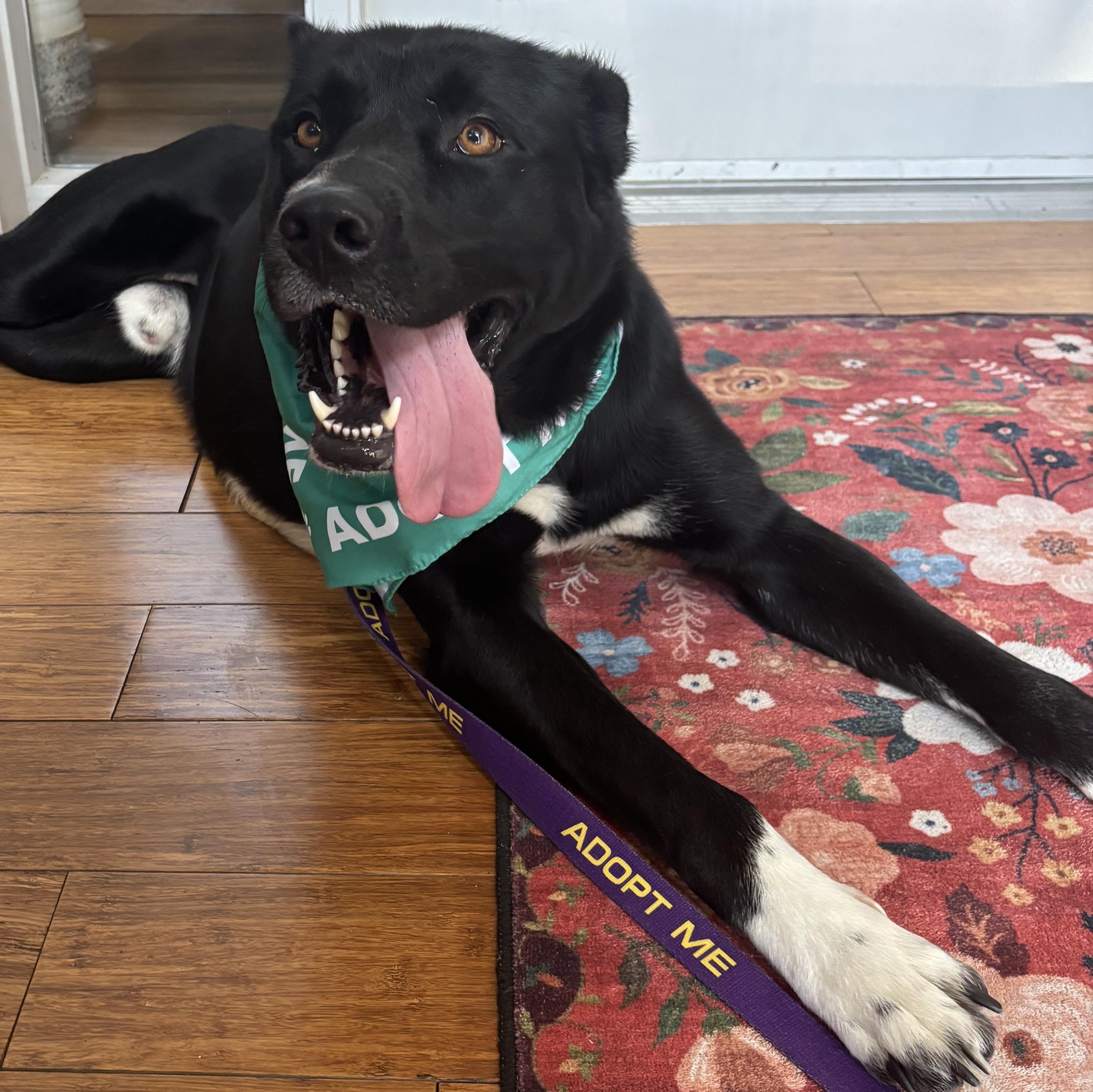 Enlarge Wyatt, a ADOPTABLE mixed breed in Liberty, MO image 5/6