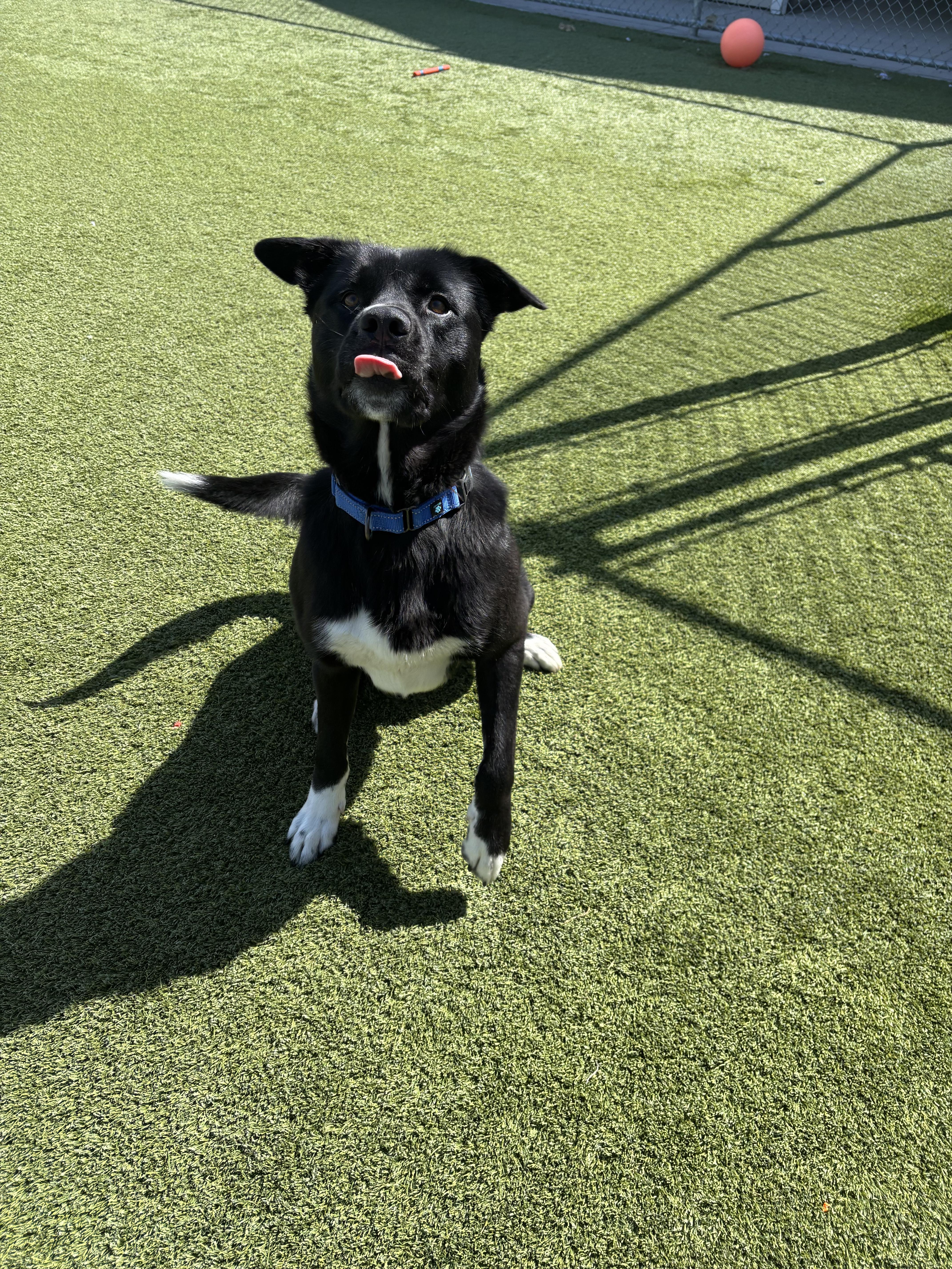 Wyatt, a ADOPTABLE mixed breed in Liberty, MO image 4/4