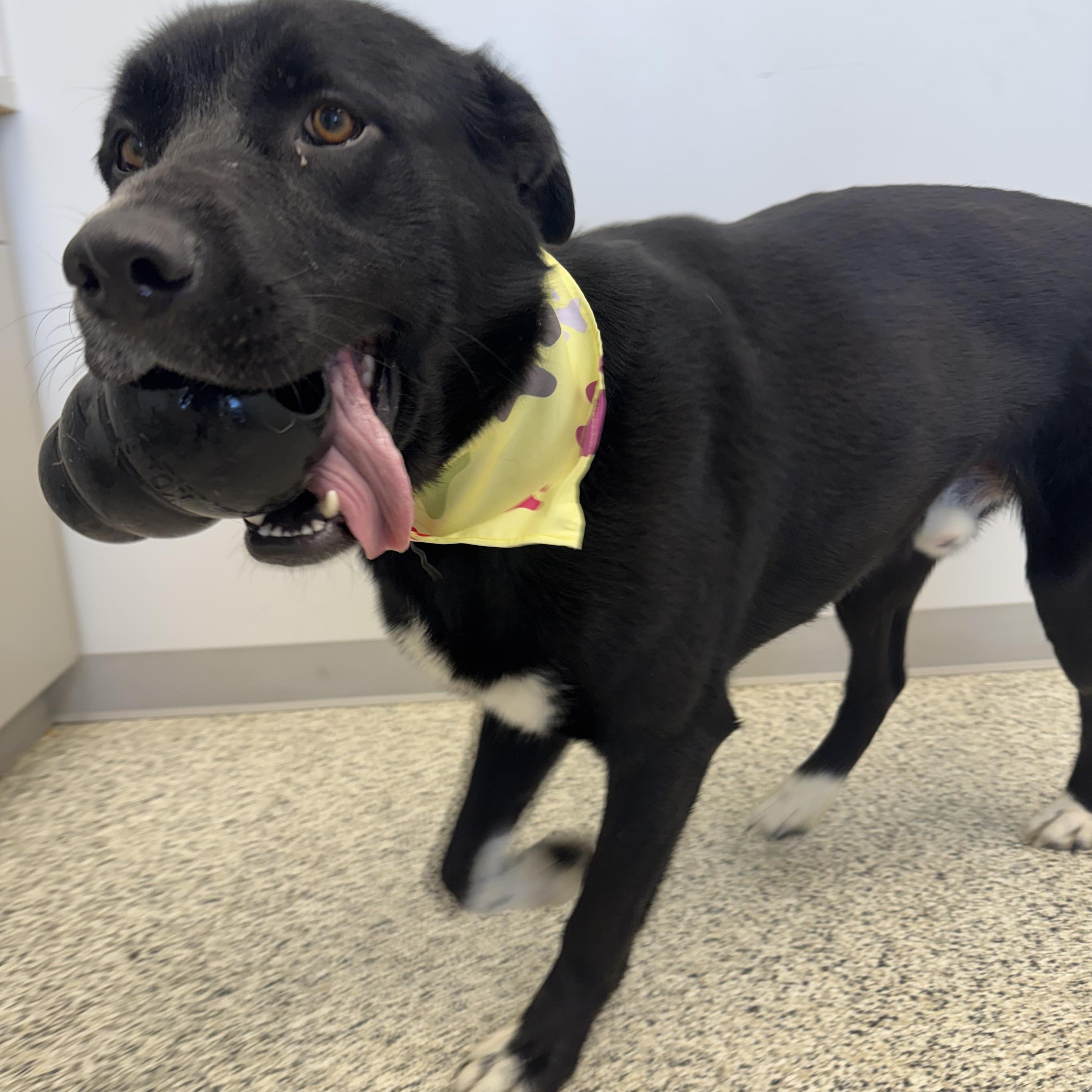 Wyatt, a ADOPTABLE mixed breed in Liberty, MO image 2/4