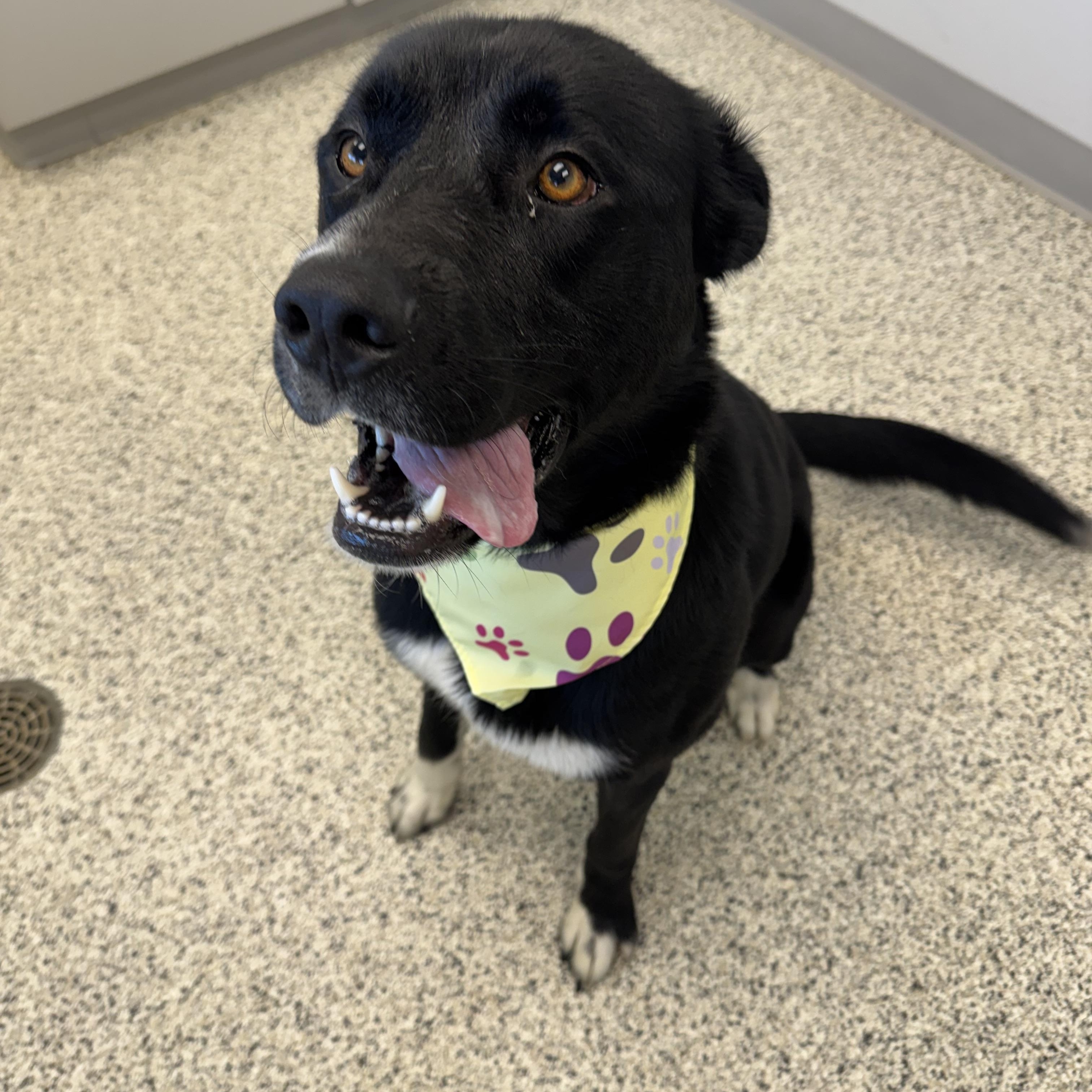 Wyatt, a ADOPTABLE mixed breed in Liberty, MO image 3/4