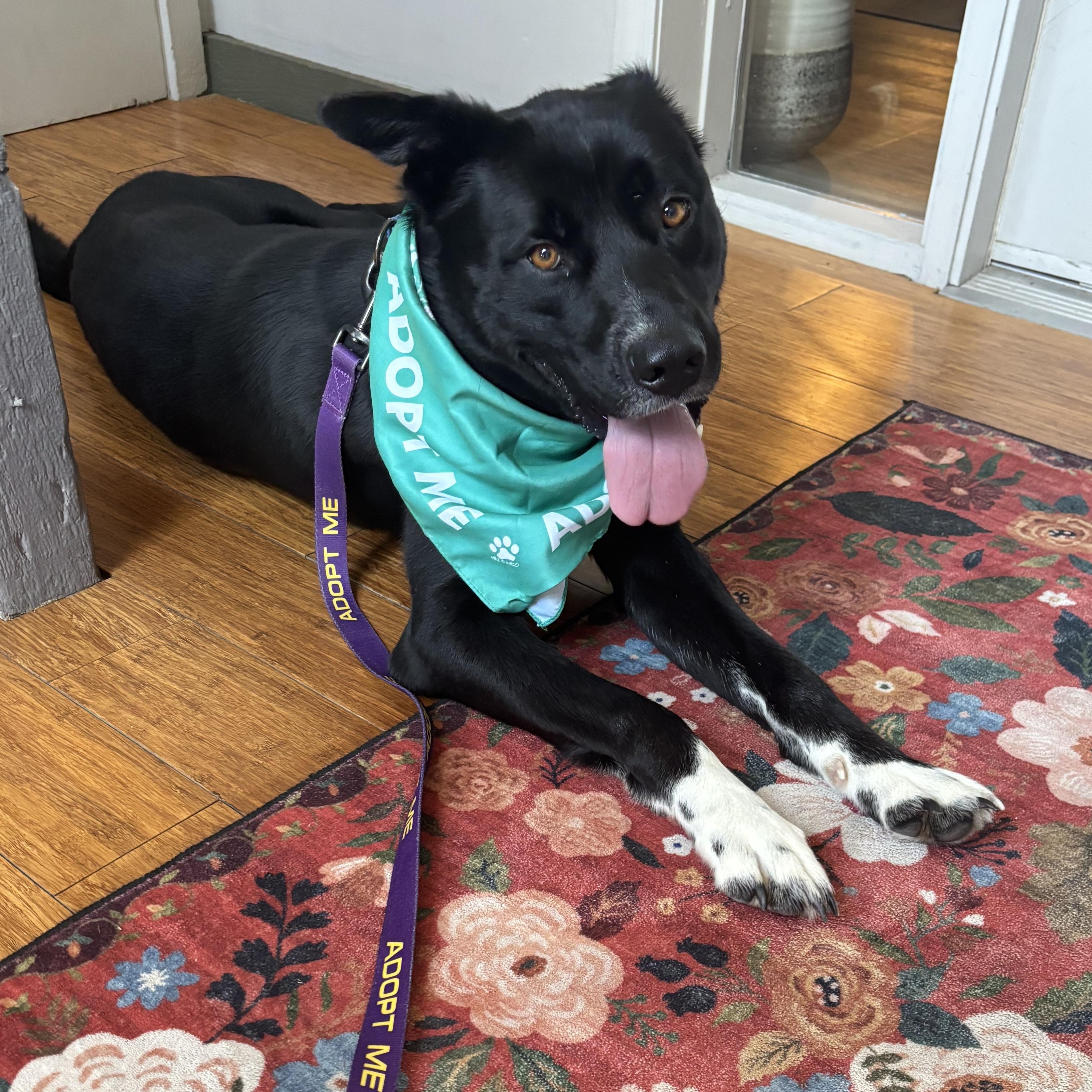 Enlarge Wyatt, a ADOPTABLE mixed breed in Liberty, MO image 3/6