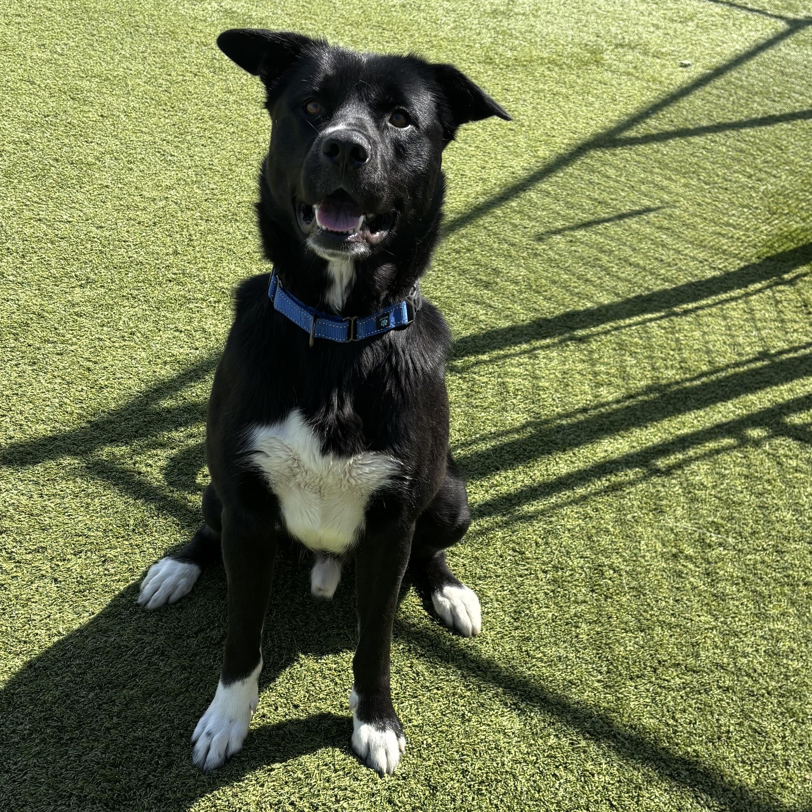 Wyatt, a ADOPTABLE mixed breed in Liberty, MO image 2/4