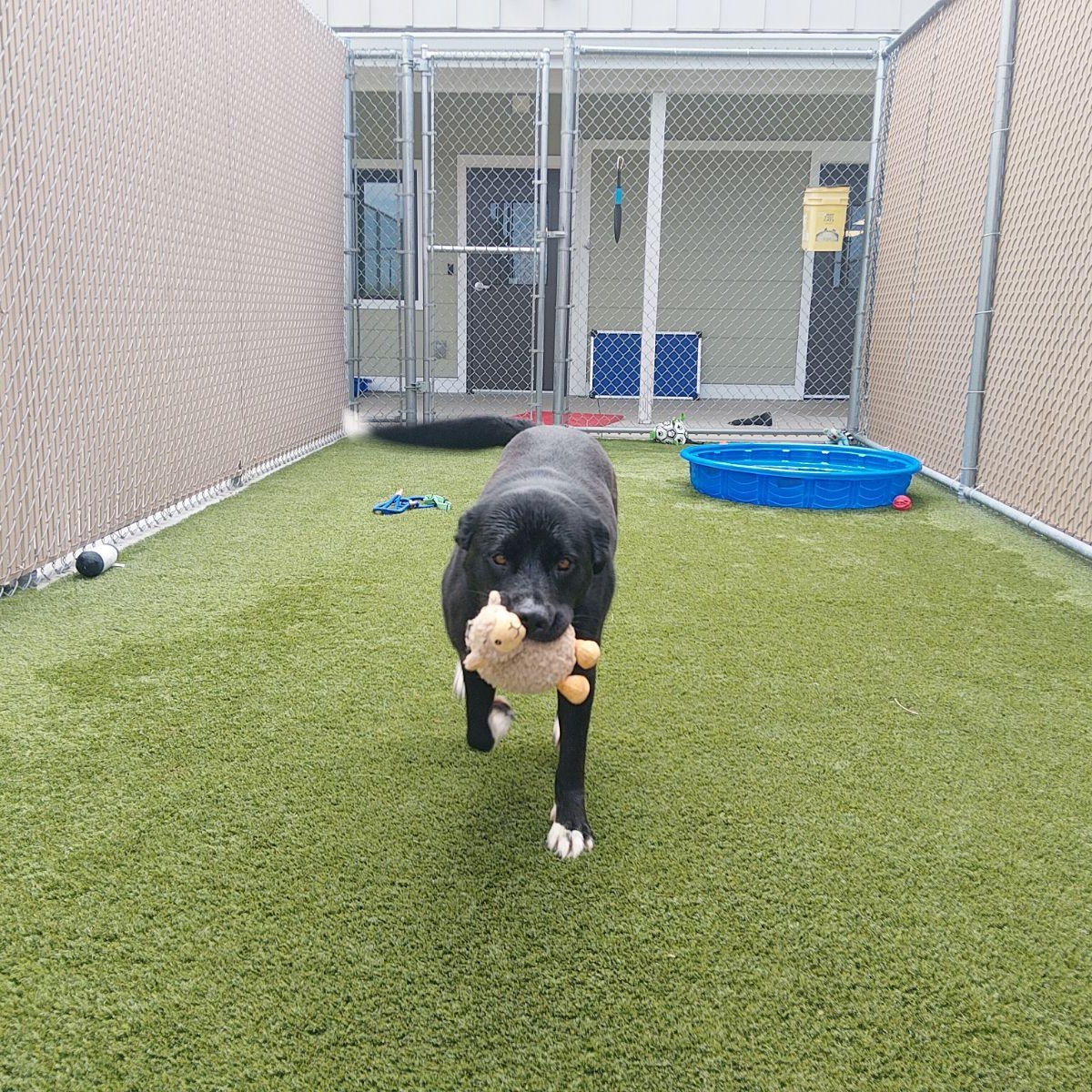 Enlarge Wyatt, a ADOPTABLE mixed breed in Liberty, MO image 2/3