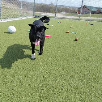 Wyatt, ADOPTABLE, Adult Male Akita.