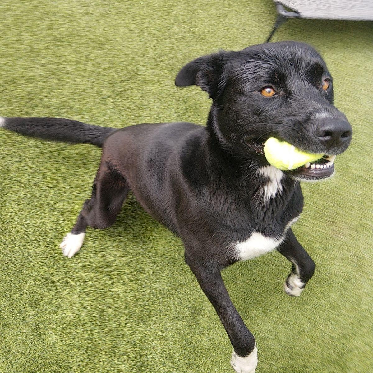 Enlarge Wyatt, a ADOPTABLE mixed breed in Liberty, MO image 1/3