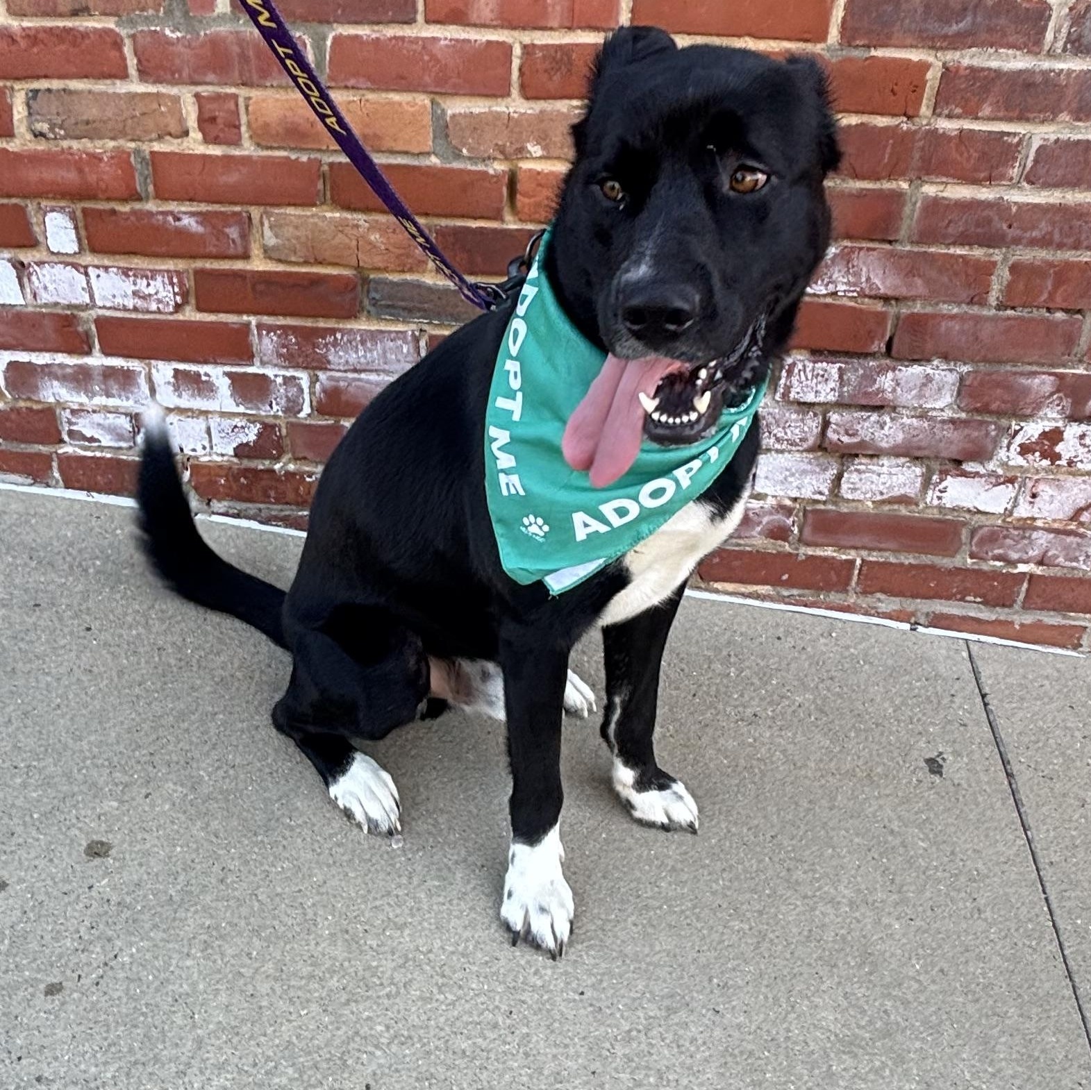 Enlarge Wyatt, a ADOPTABLE mixed breed in Liberty, MO image 6/6