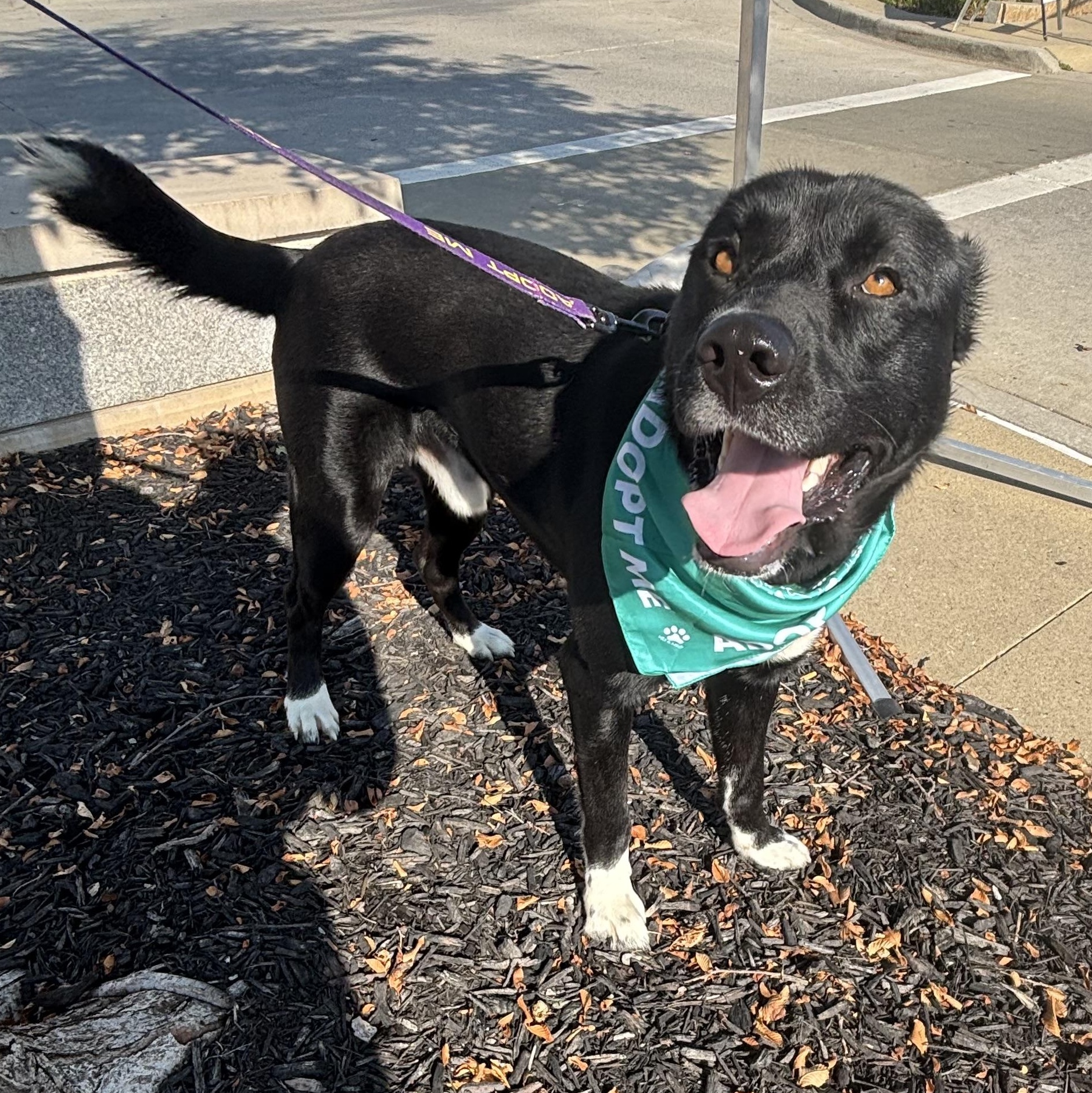 Enlarge Wyatt, a ADOPTABLE mixed breed in Liberty, MO image 2/6