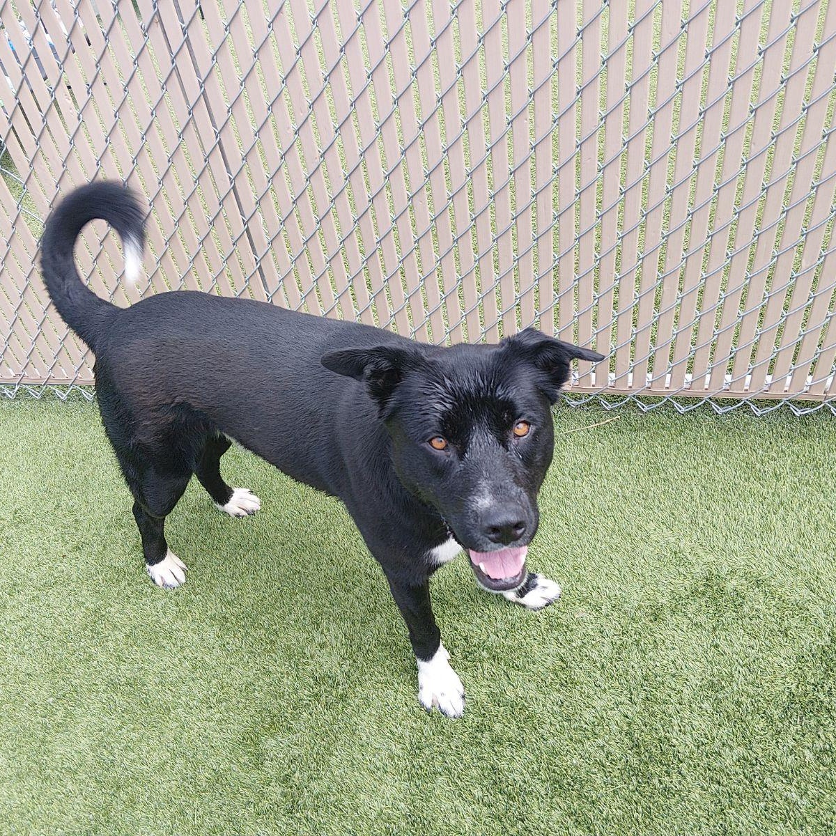 Enlarge Wyatt, a ADOPTABLE mixed breed in Liberty, MO image 3/3