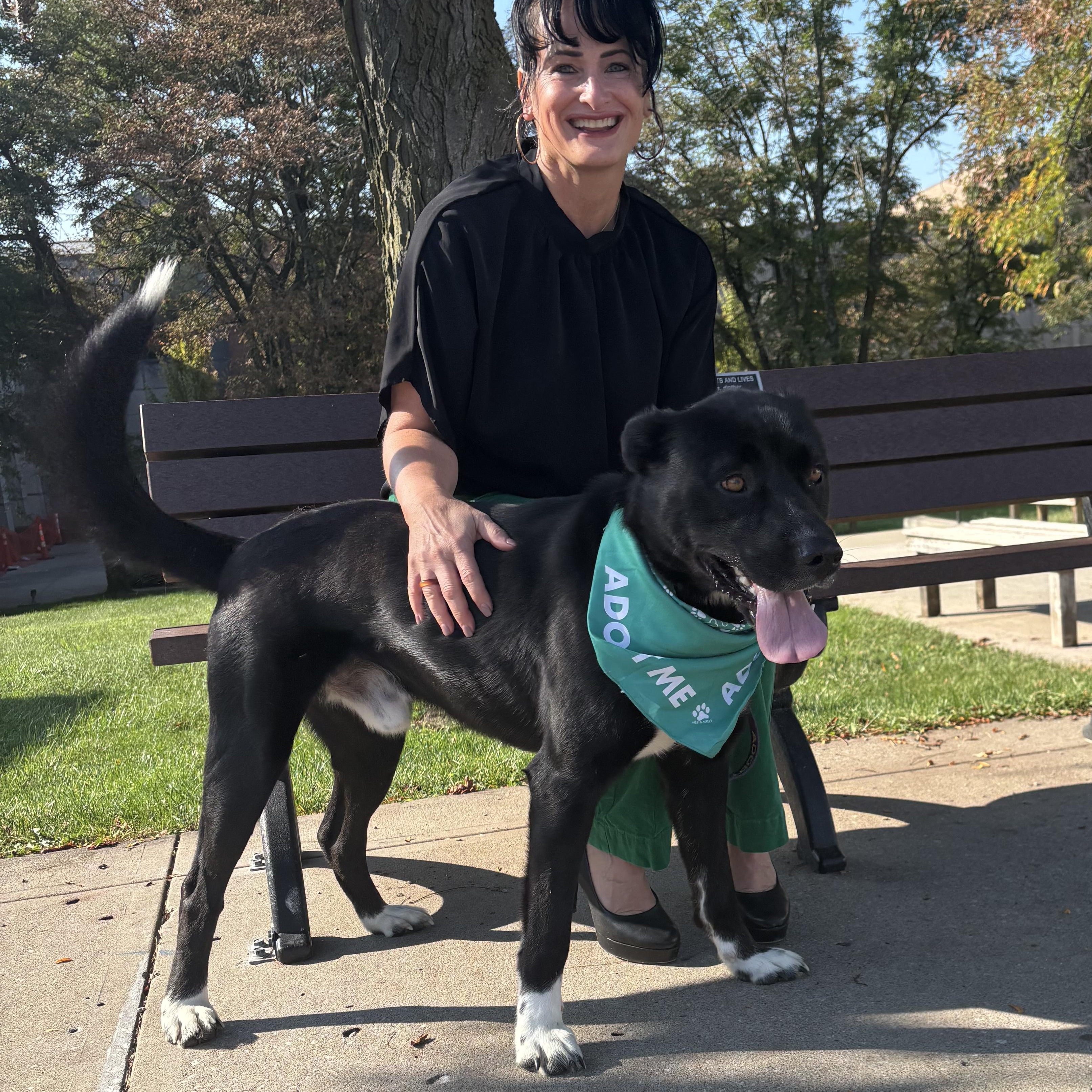 Enlarge Wyatt, a ADOPTABLE mixed breed in Liberty, MO image 1/6