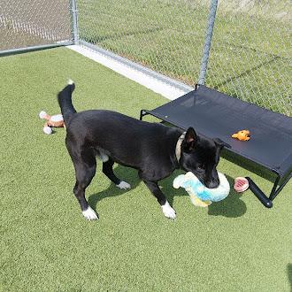 Enlarge Wyatt, a ADOPTABLE mixed breed in Liberty, MO image 2/5