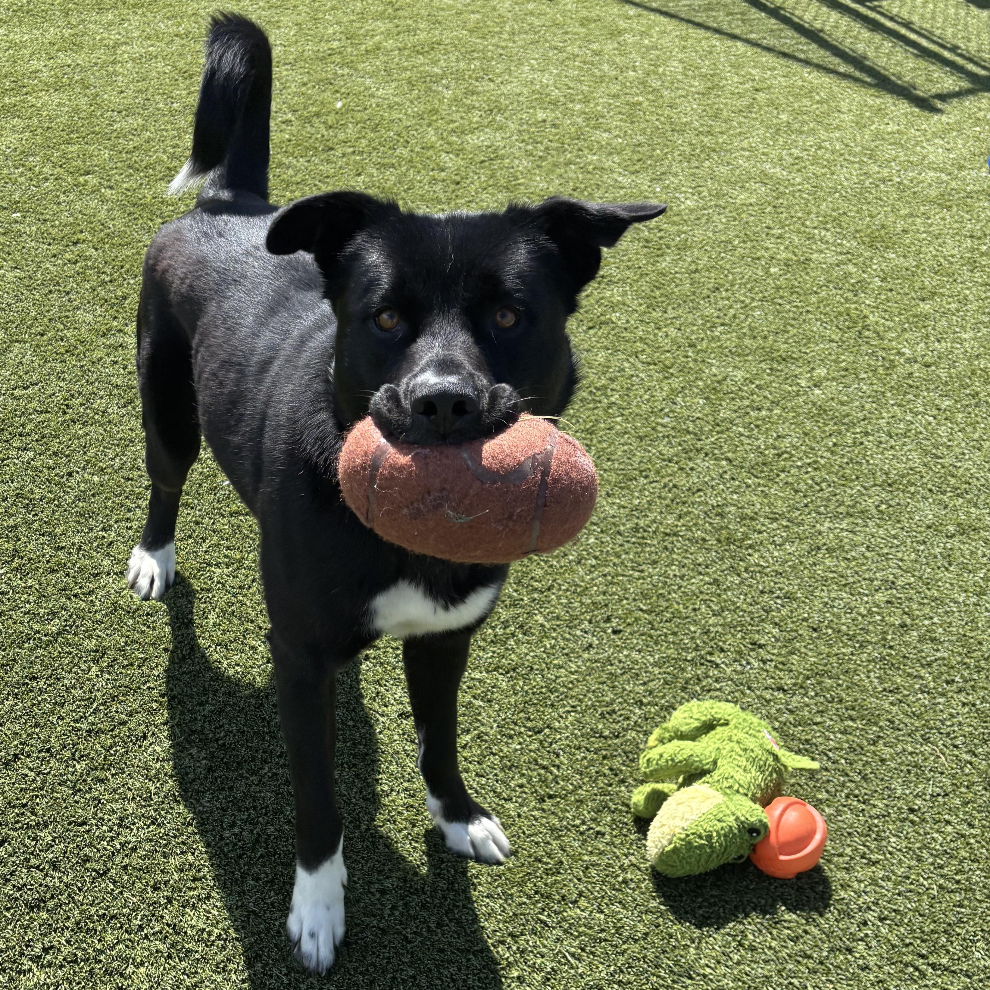 Wyatt, a ADOPTABLE mixed breed in Liberty, MO image 3/4
