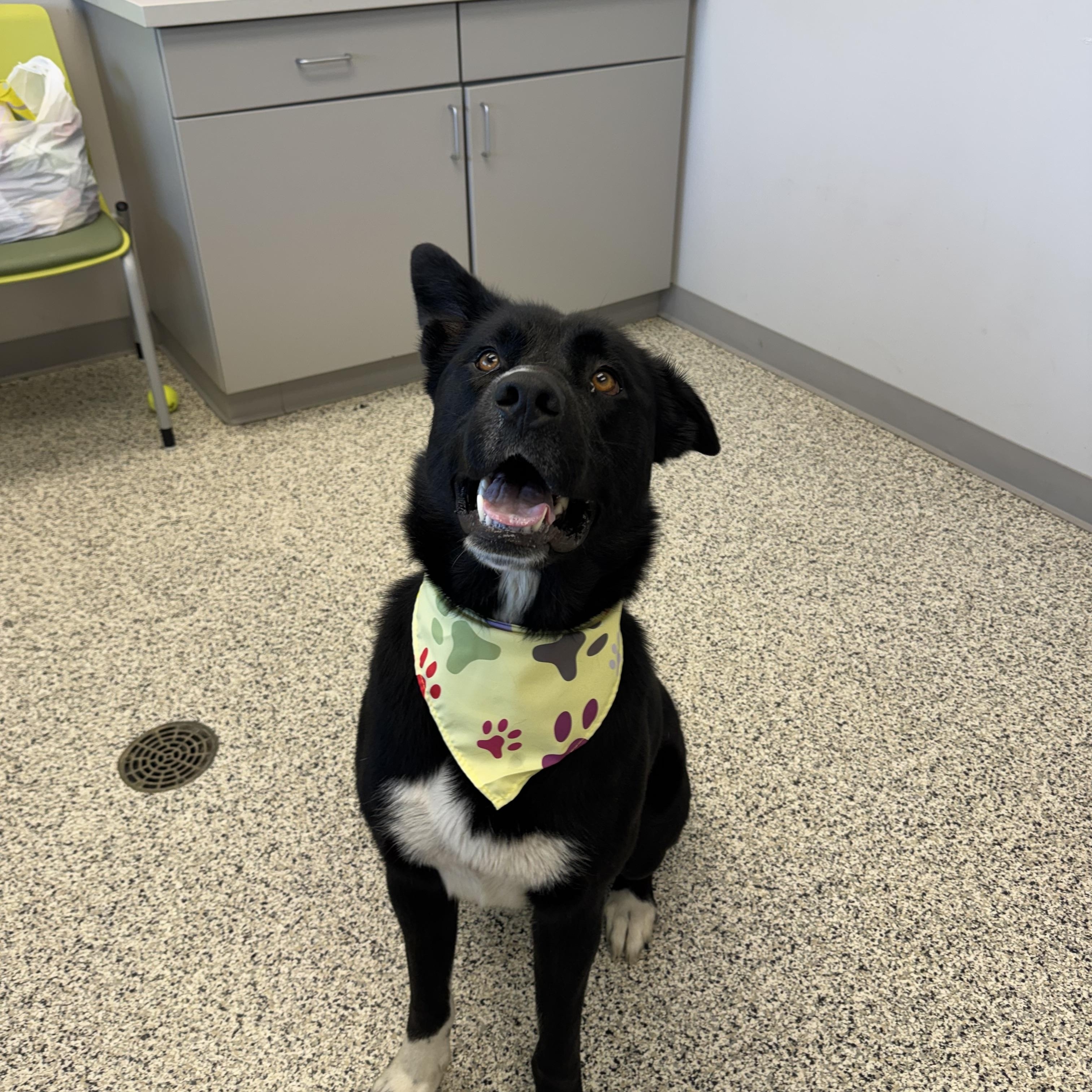 Wyatt, ADOPTABLE, Young Male Shepherd & Labrador Retriever.