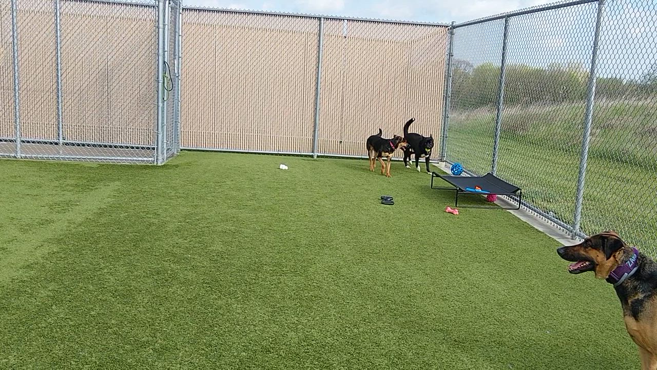 Enlarge Wyatt, a ADOPTABLE mixed breed in Liberty, MO video 5/5