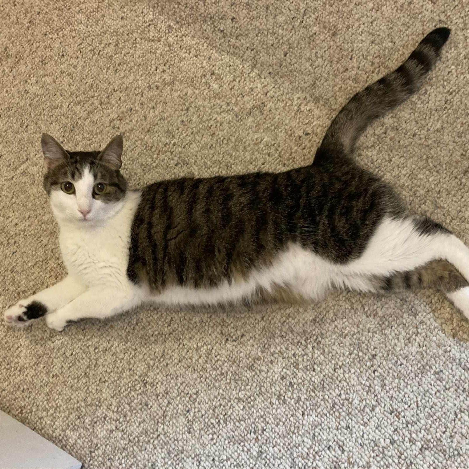 Pixie, Adoptable, Young Female Domestic Short Hair.