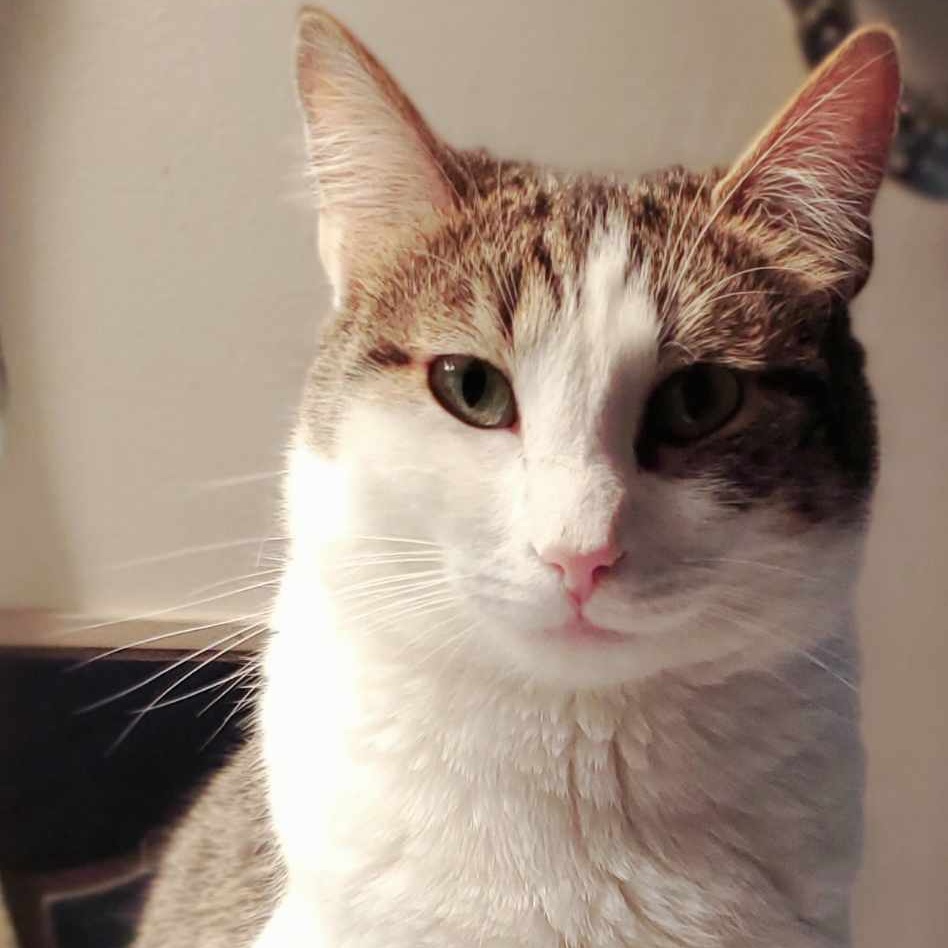 Enlarge Pixie, a Adoptable Domestic Short Hair in Johnson City, TN image 2/2