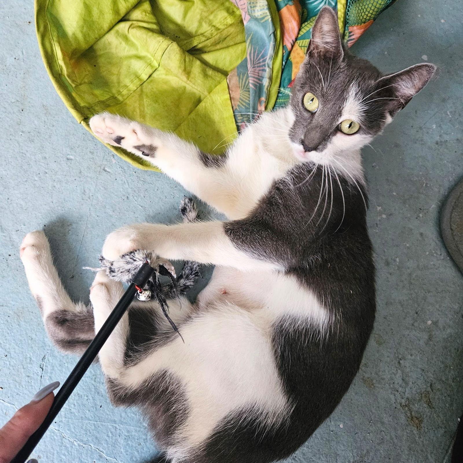 Xena, Adoptable, Adult Female Domestic Short Hair.