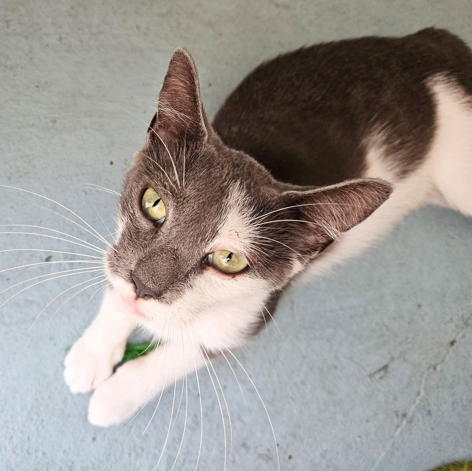 Xena, a Adoptable Domestic Short Hair in Tampa, FL image 2/3