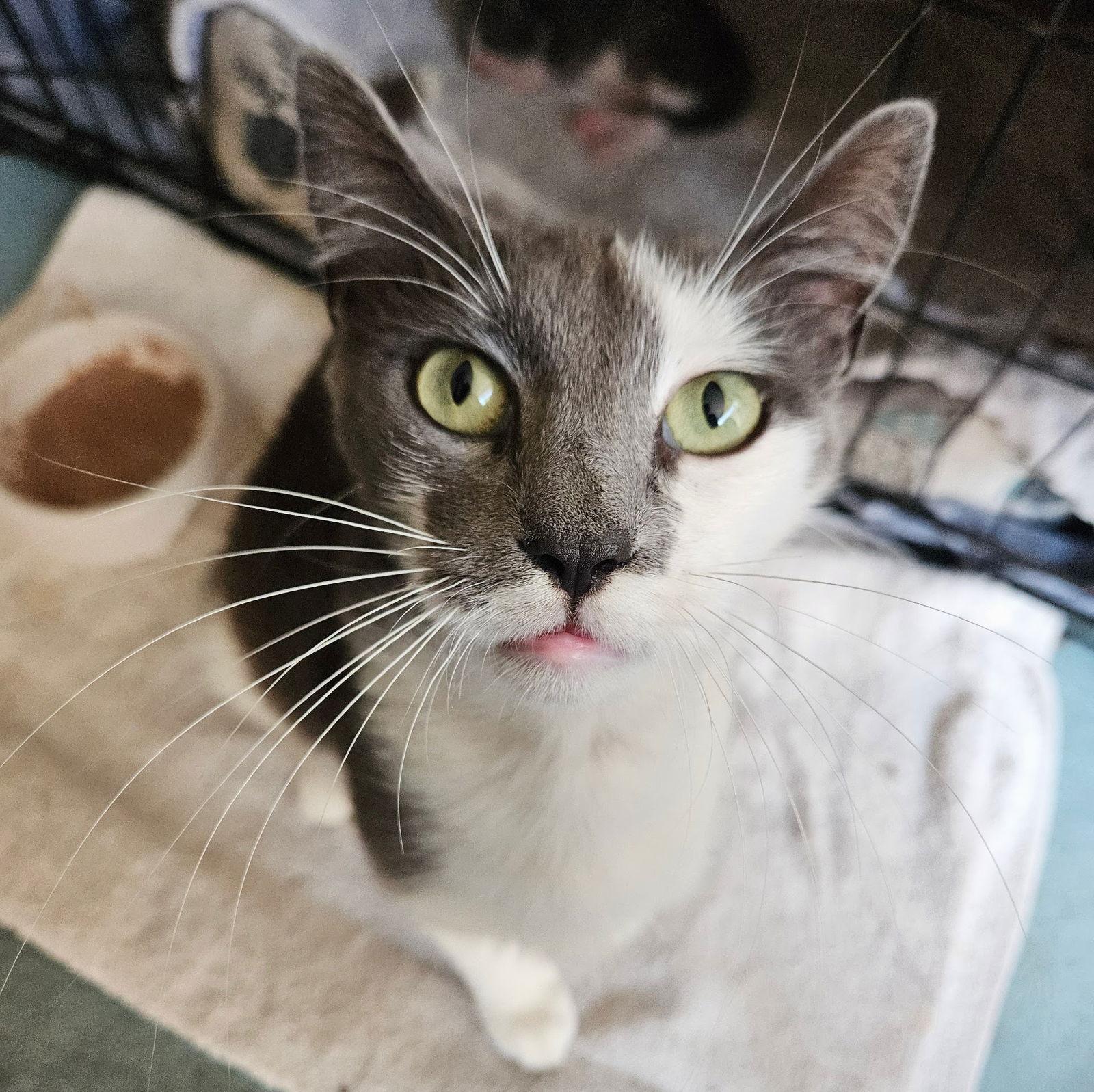 Xena, a Adoptable Domestic Short Hair in Tampa, FL image 3/3