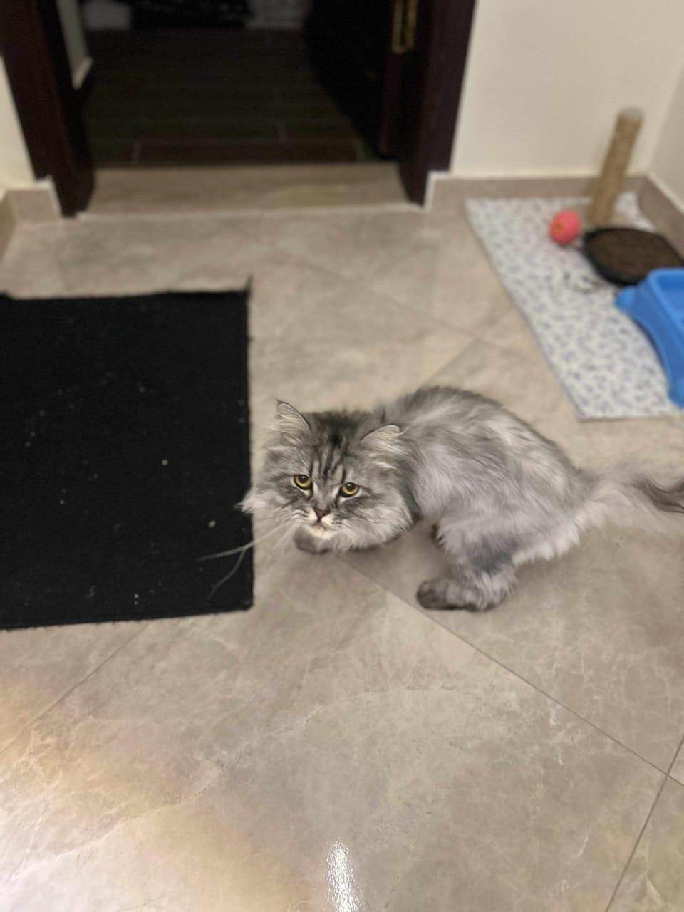 Jack & Jill, an adoptable Siberian in Woodbridge, ON, L4l 1j7 | Photo Image 1