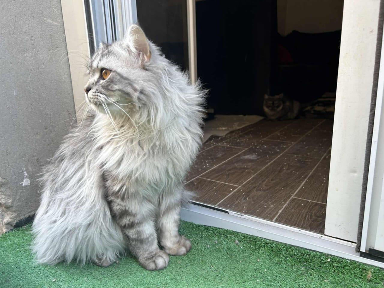 Jack & Jill, an adoptable Siberian in Woodbridge, ON, L4l 1j7 | Photo Image 3