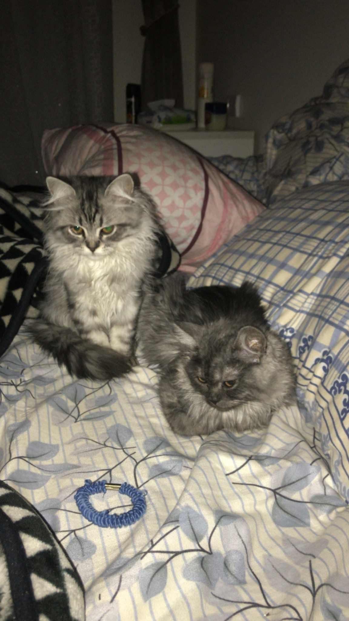 Jack & Jill, an adoptable Siberian in Woodbridge, ON, L4l 1j7 | Photo Image 2