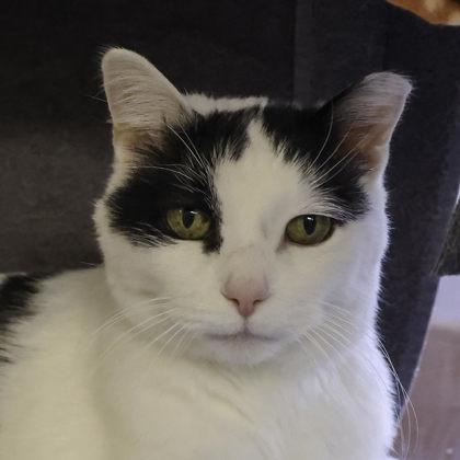 Orianna, Adoptable, Senior Female Domestic Short Hair & Domestic Short Hair.