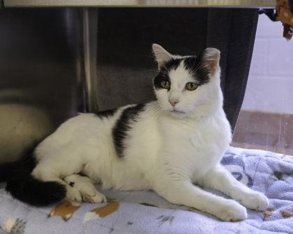 Enlarge Orianna, a Adoptable mixed breed in Madison, WI image 2/3