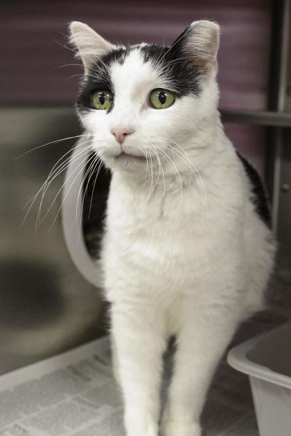 Enlarge Orianna, a Adoptable mixed breed in Madison, WI image 3/3