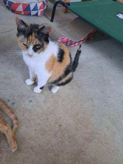 Cali, a Adoptable Domestic Short Hair in Ypsilanti, MI image 1/6