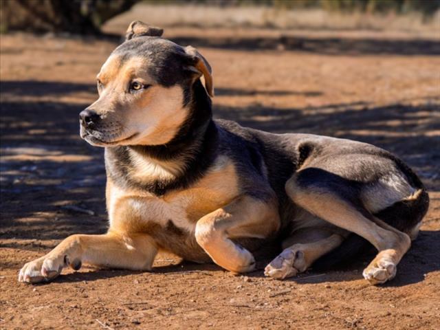 JADAH, Adoptable, Young Female Mixed Breed.