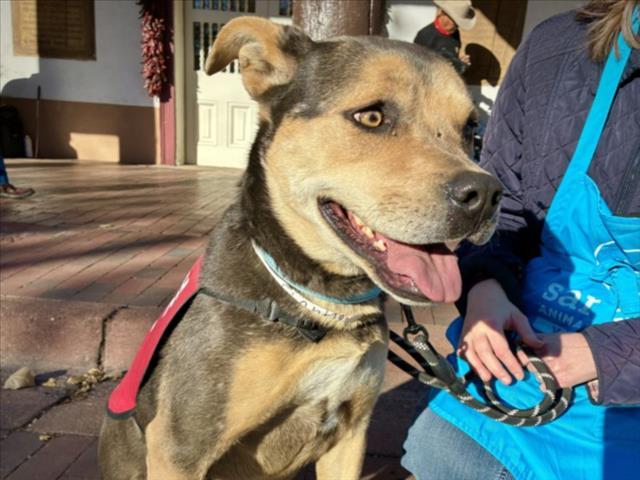 Enlarge JADAH, a Adoptable Mixed Breed in Santa Fe, NM image 1/1