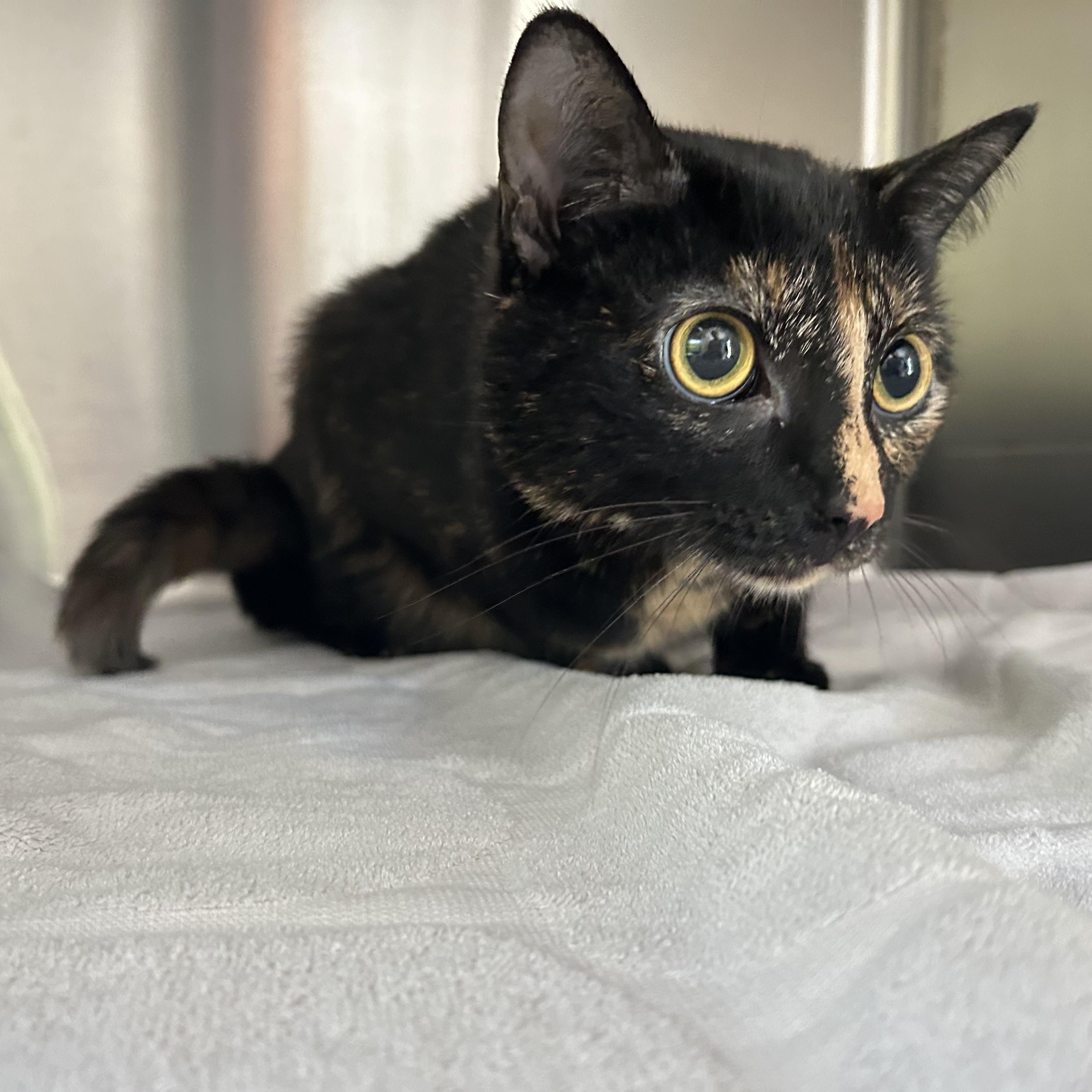 Pie, a Adoptable Domestic Short Hair in Seymour, TN image 3/3