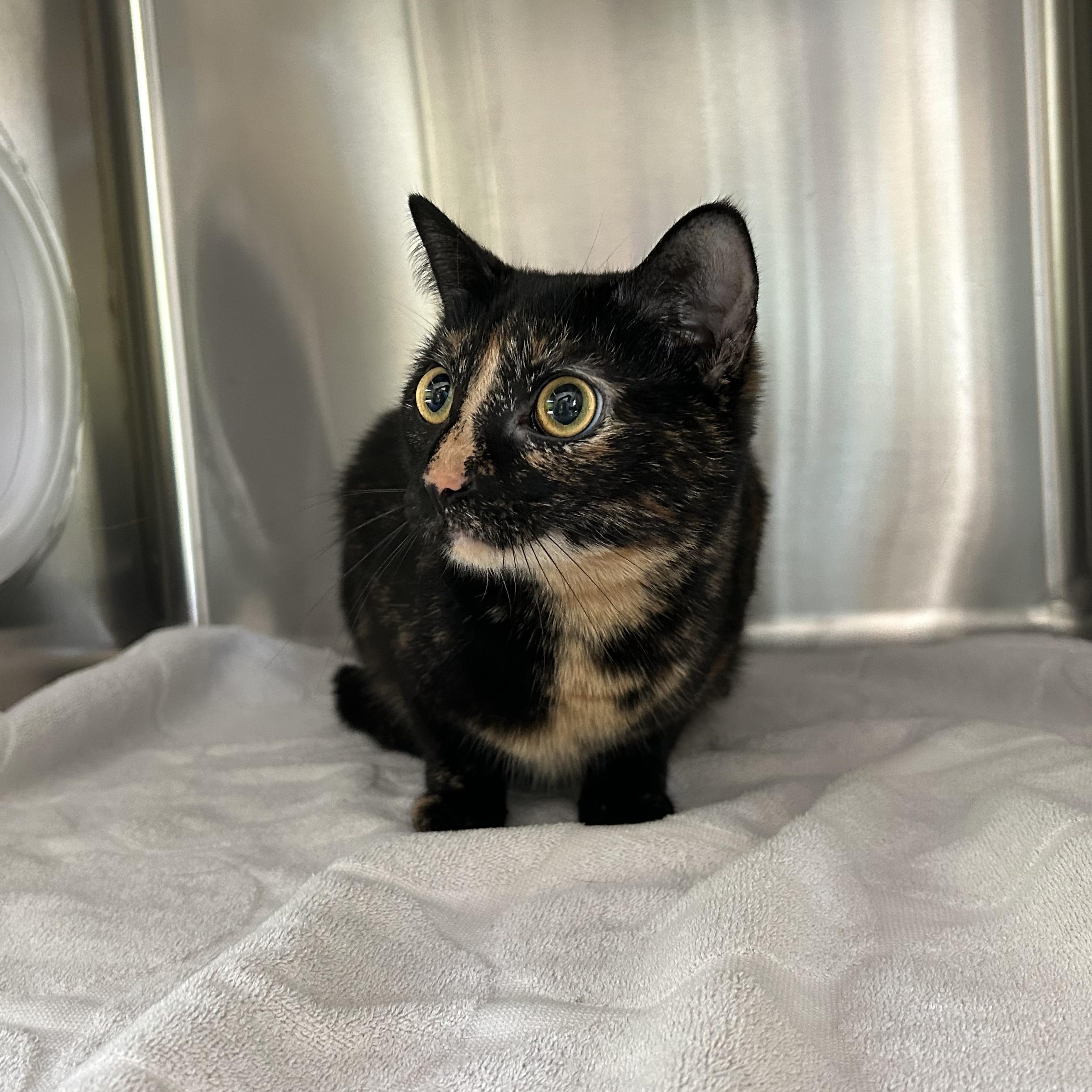 Pie, a Adoptable Domestic Short Hair in Seymour, TN image 2/3