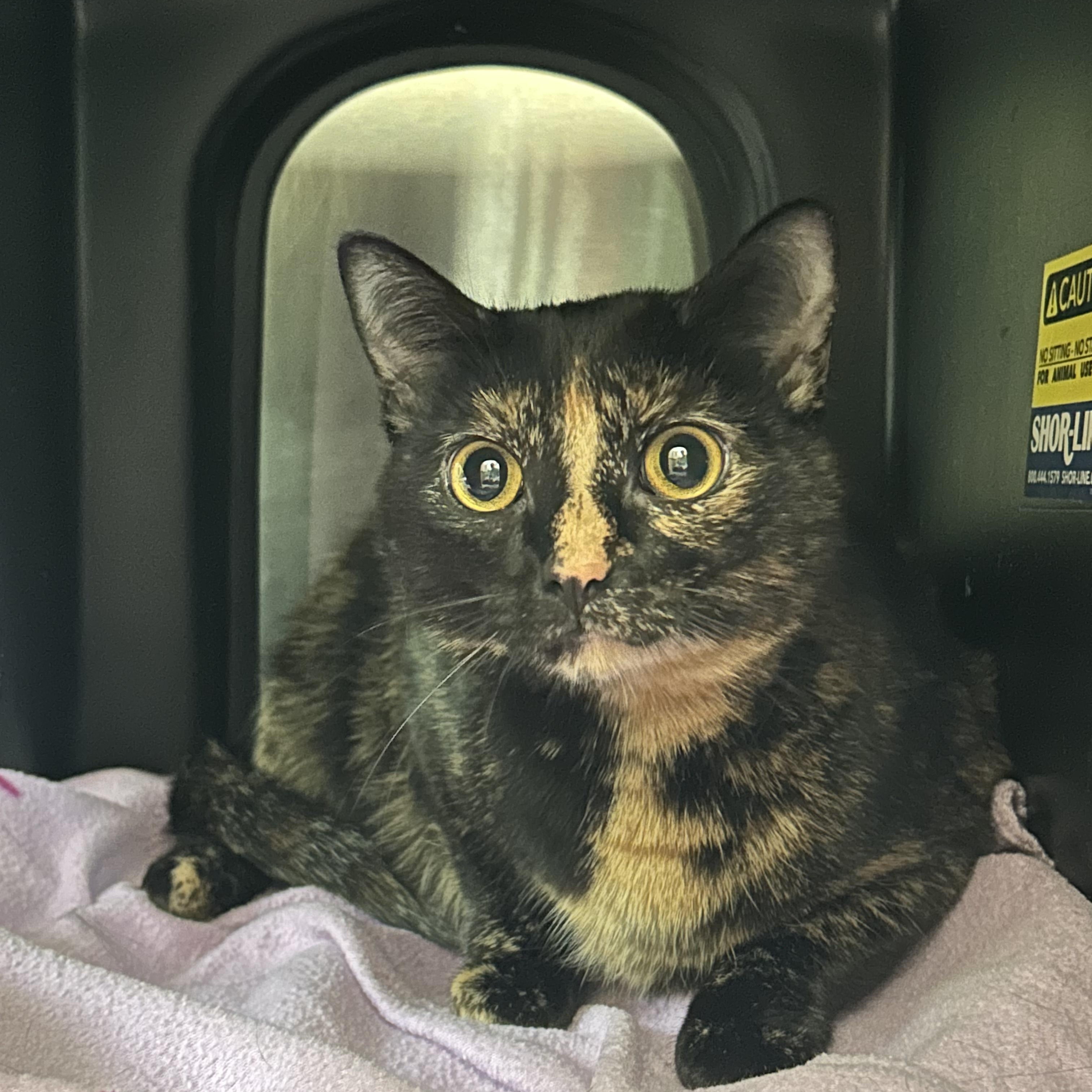 Pie, Adoptable, Young Female Domestic Short Hair.