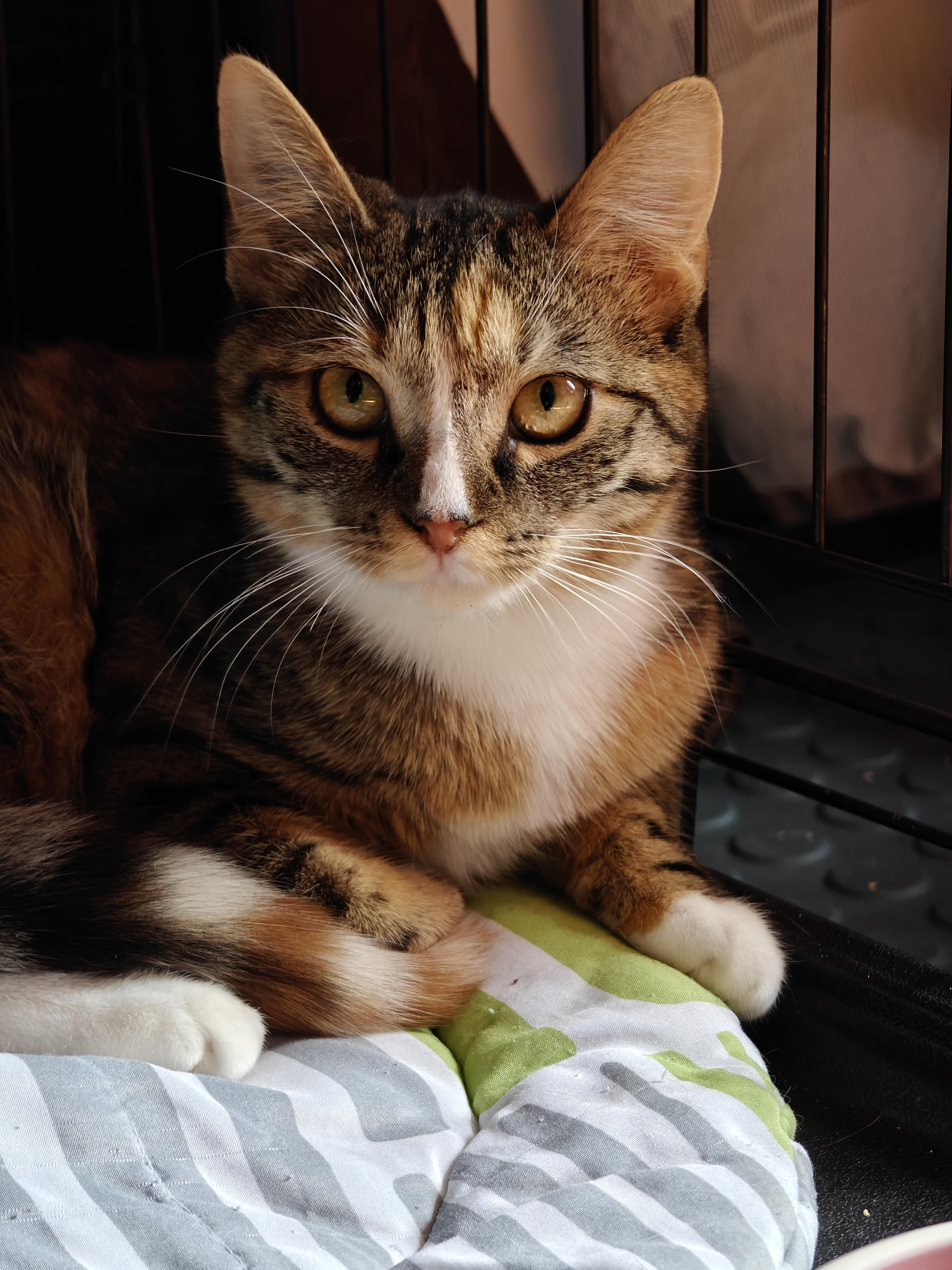 Enlarge Shambala and Pandora (Sisters), an adopted Domestic Short Hair in New Britain, CT image 4/6