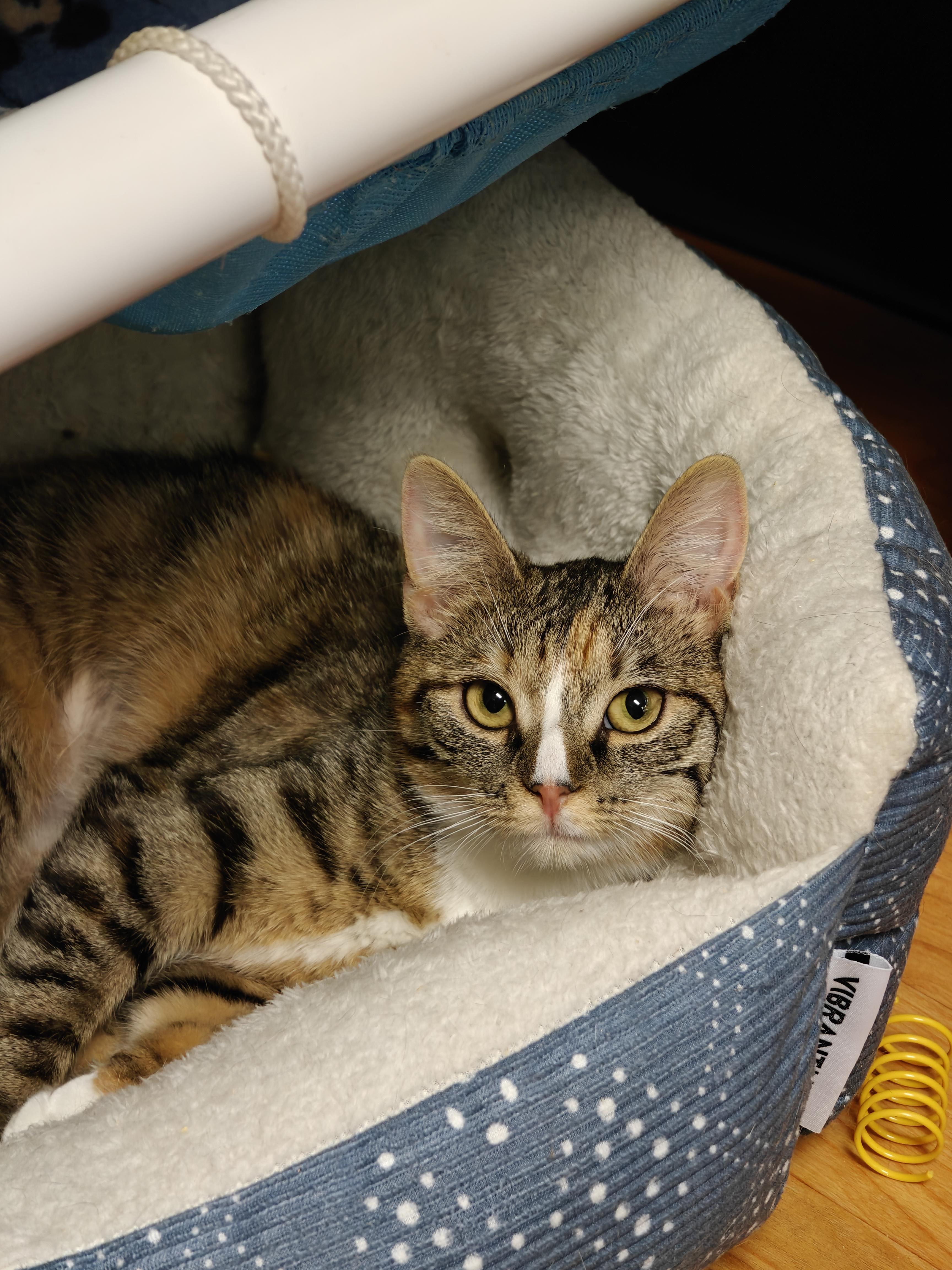 Enlarge Shambala and Pandora (Sisters), an adopted Domestic Short Hair in New Britain, CT image 2/6