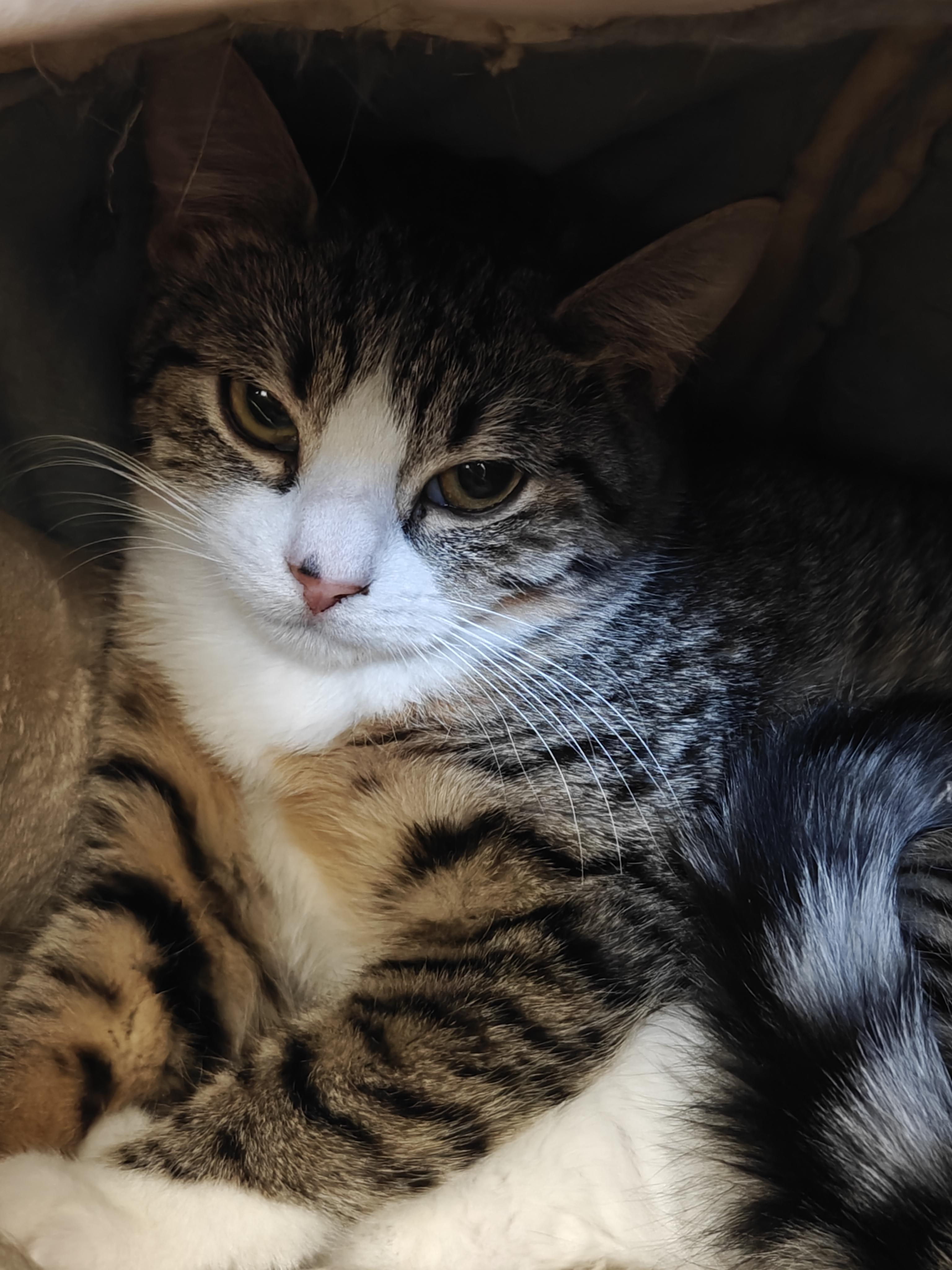 Enlarge Shambala and Pandora (Sisters), an adopted Domestic Short Hair in New Britain, CT image 5/6