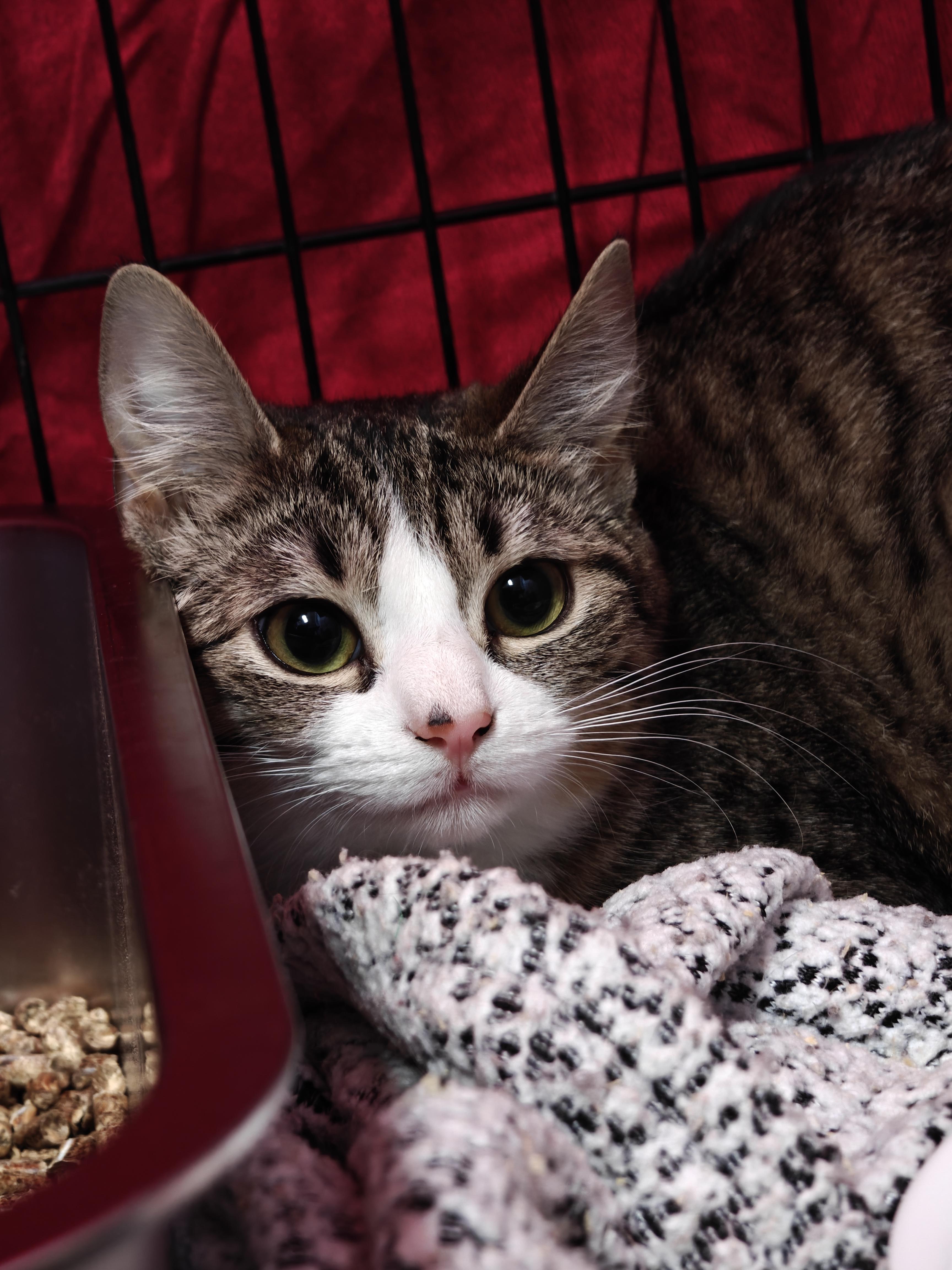 Enlarge Shambala and Pandora (Sisters), an adopted Domestic Short Hair in New Britain, CT image 3/6