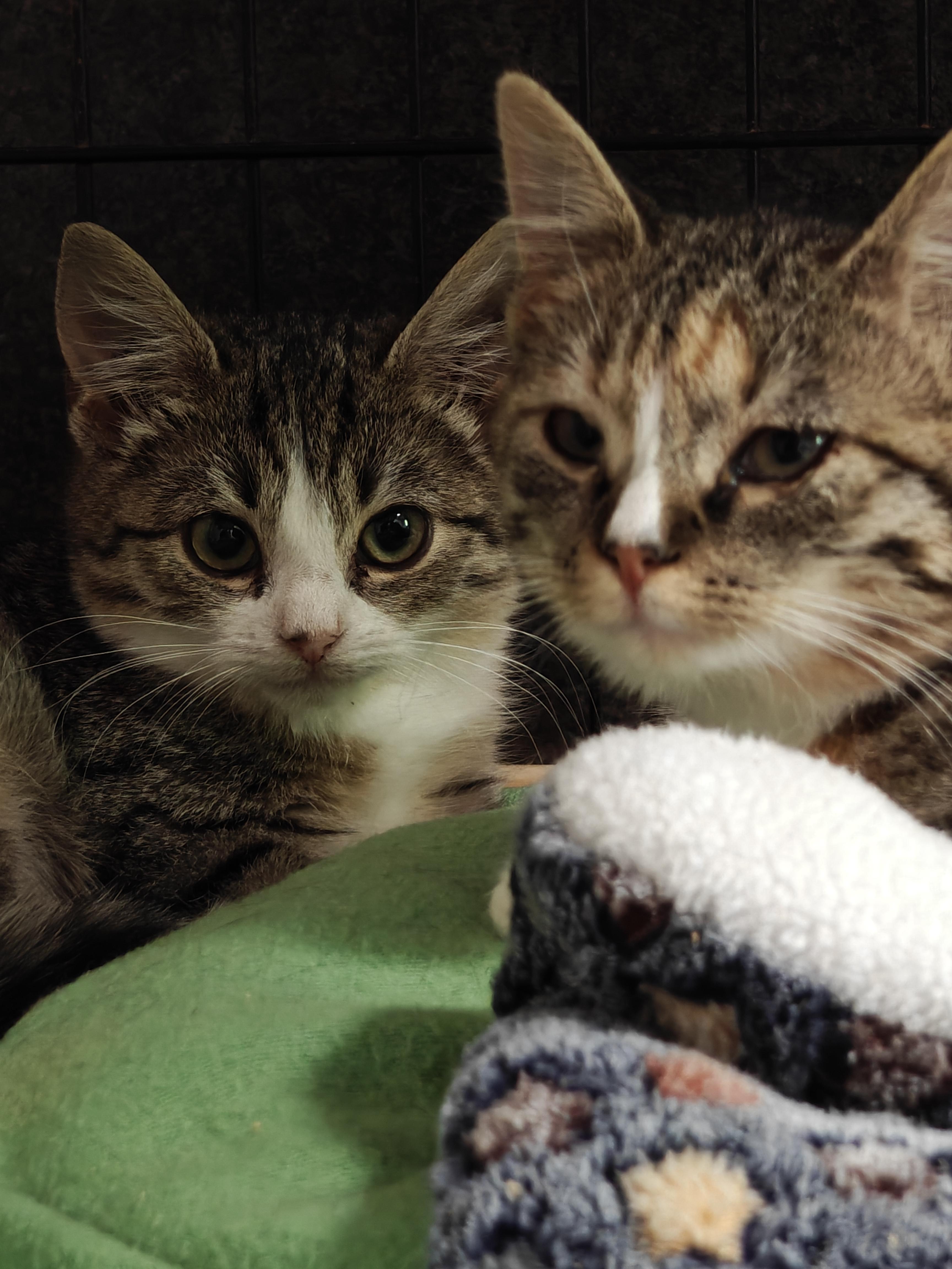 Enlarge Shambala and Pandora (Sisters), an adopted Domestic Short Hair in New Britain, CT image 1/6