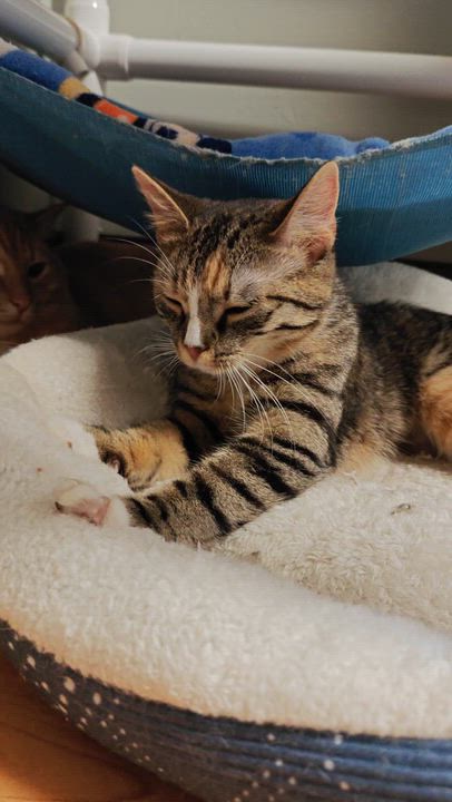 Enlarge Shambala and Pandora (Sisters), an adopted Domestic Short Hair in New Britain, CT video 6/6