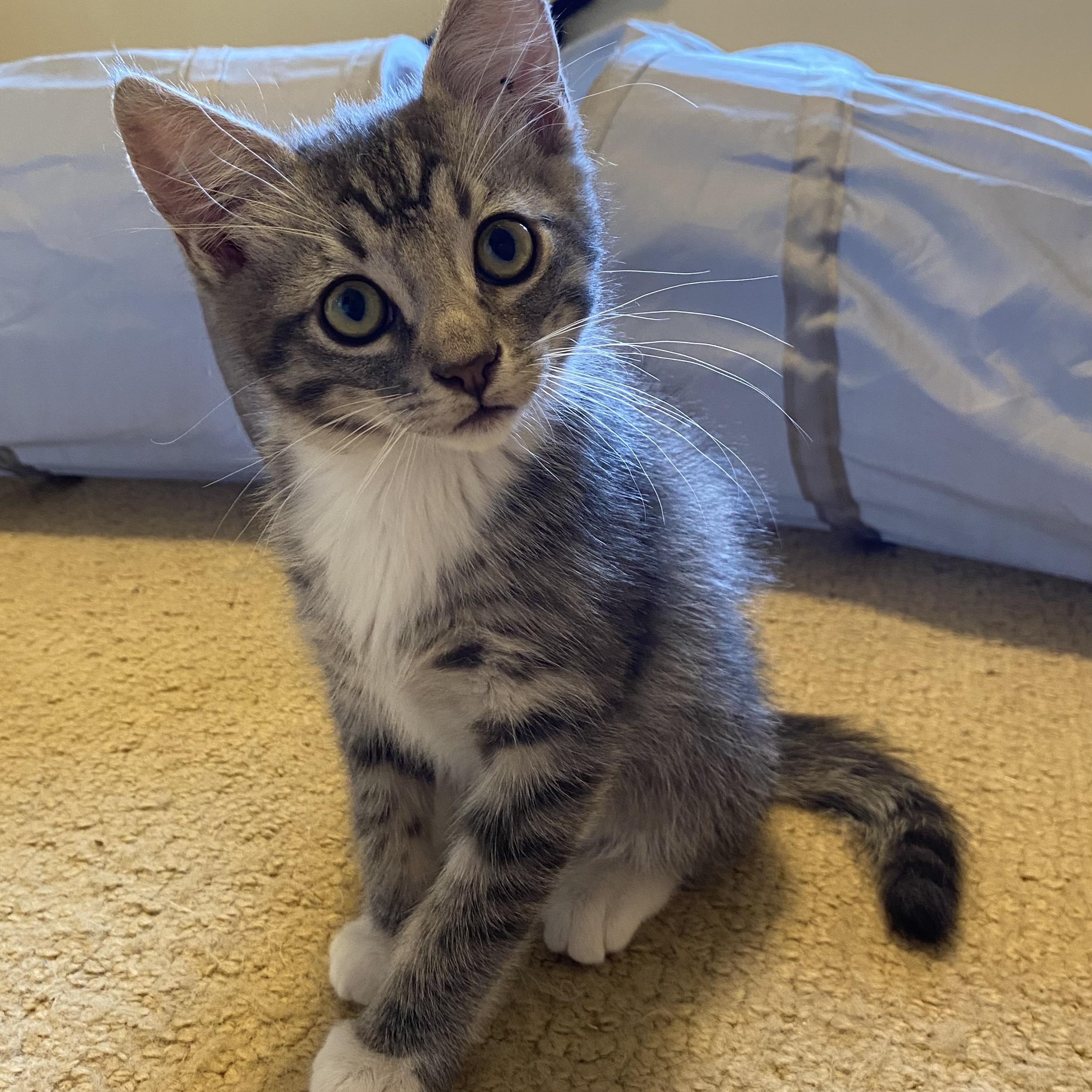 Mica, Baby Male Domestic Medium Hair