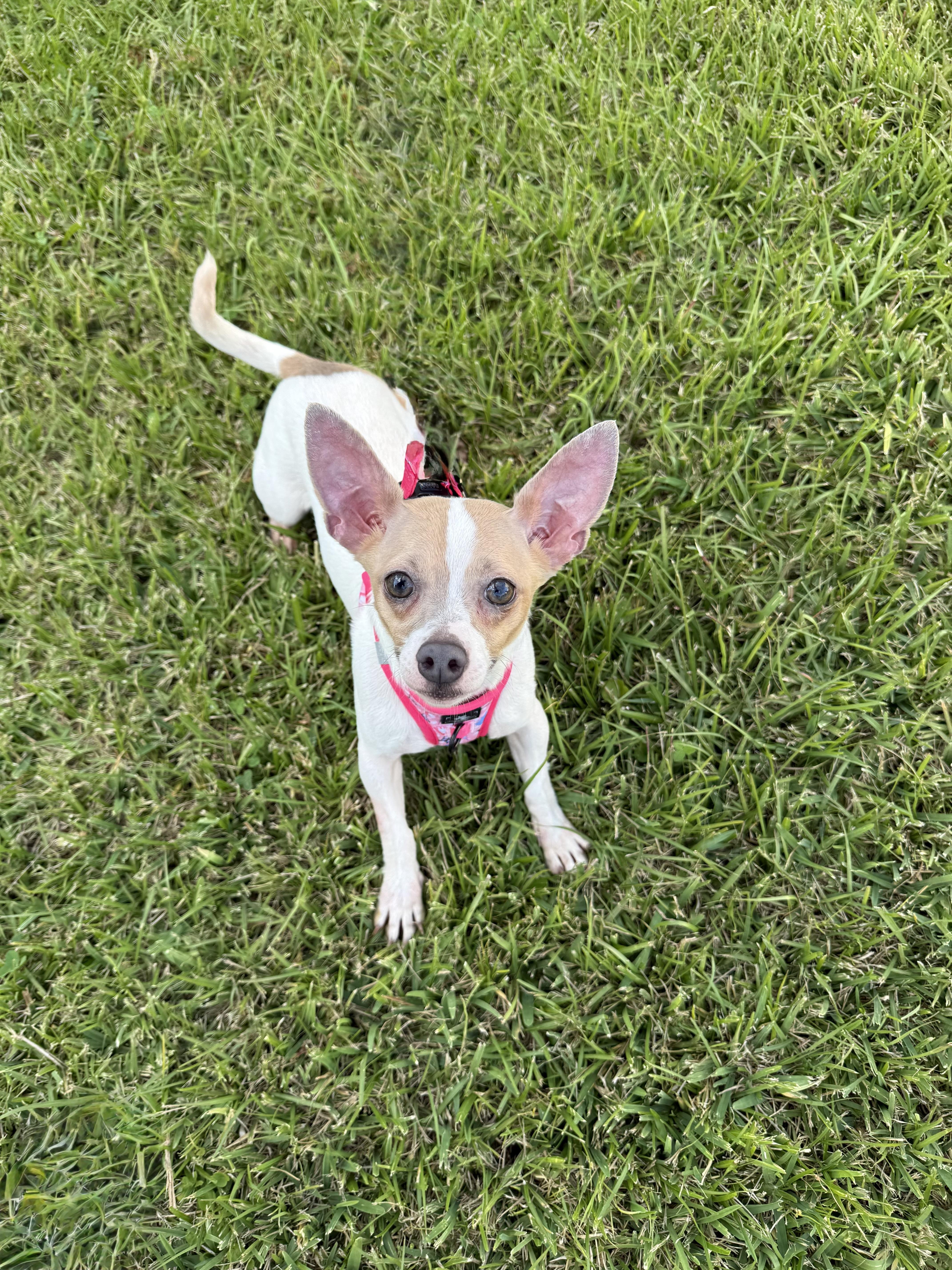 Little Girl, Adoptable, Adult Female Chihuahua & Rat Terrier.