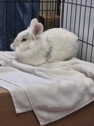 Coralie, Adoptable, Adult Female Lionhead.