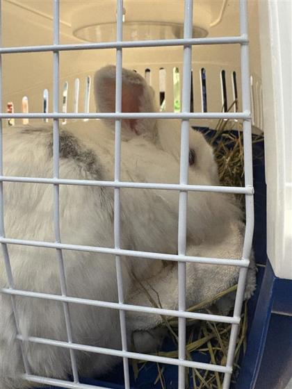 Enlarge Coralie, a Adoptable Lionhead in Montreal, QC image 2/2