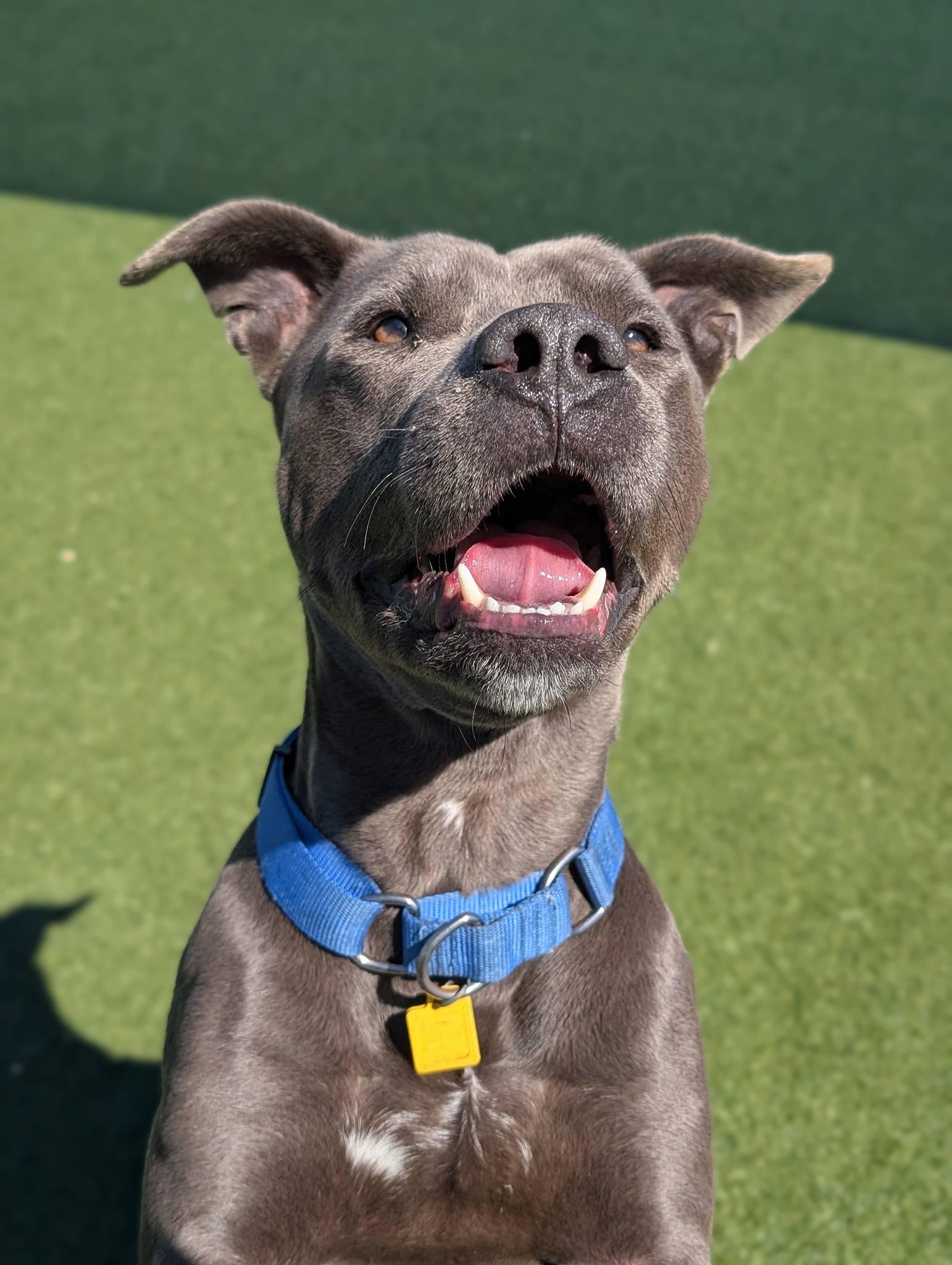 Parker, ADOPTABLE, Young Male Pit Bull Terrier.