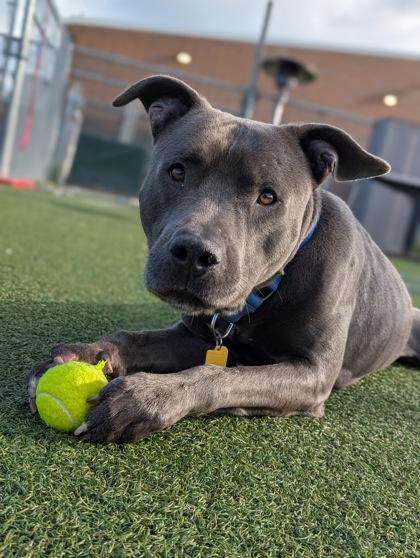 Enlarge Parker, a ADOPTABLE mixed breed in Cleveland, OH image 3/3