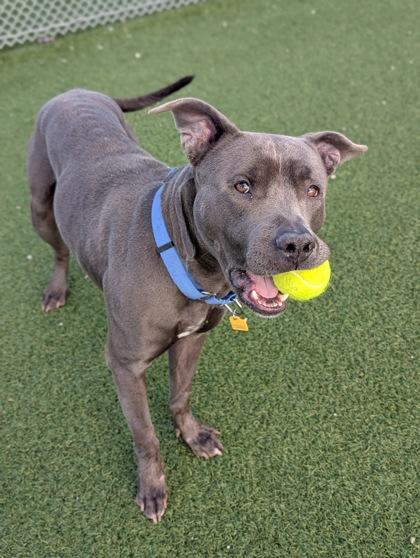 Enlarge Parker, a ADOPTABLE mixed breed in Cleveland, OH image 2/3