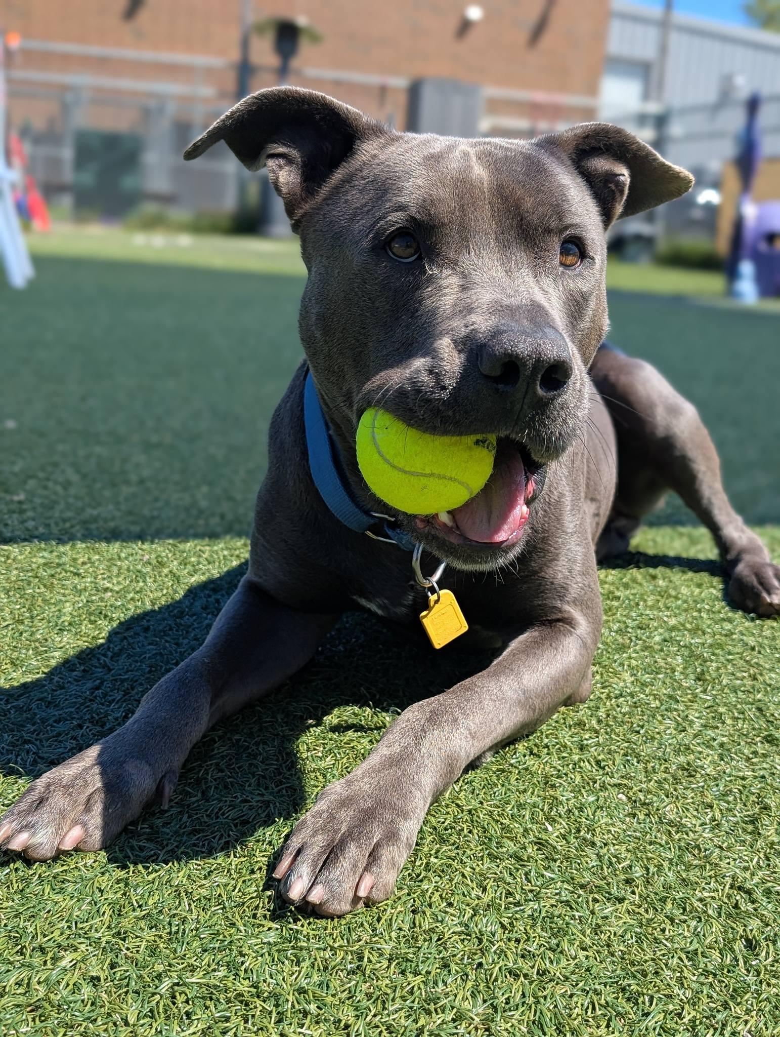 Parker, a ADOPTABLE mixed breed in Cleveland, OH image 6/6